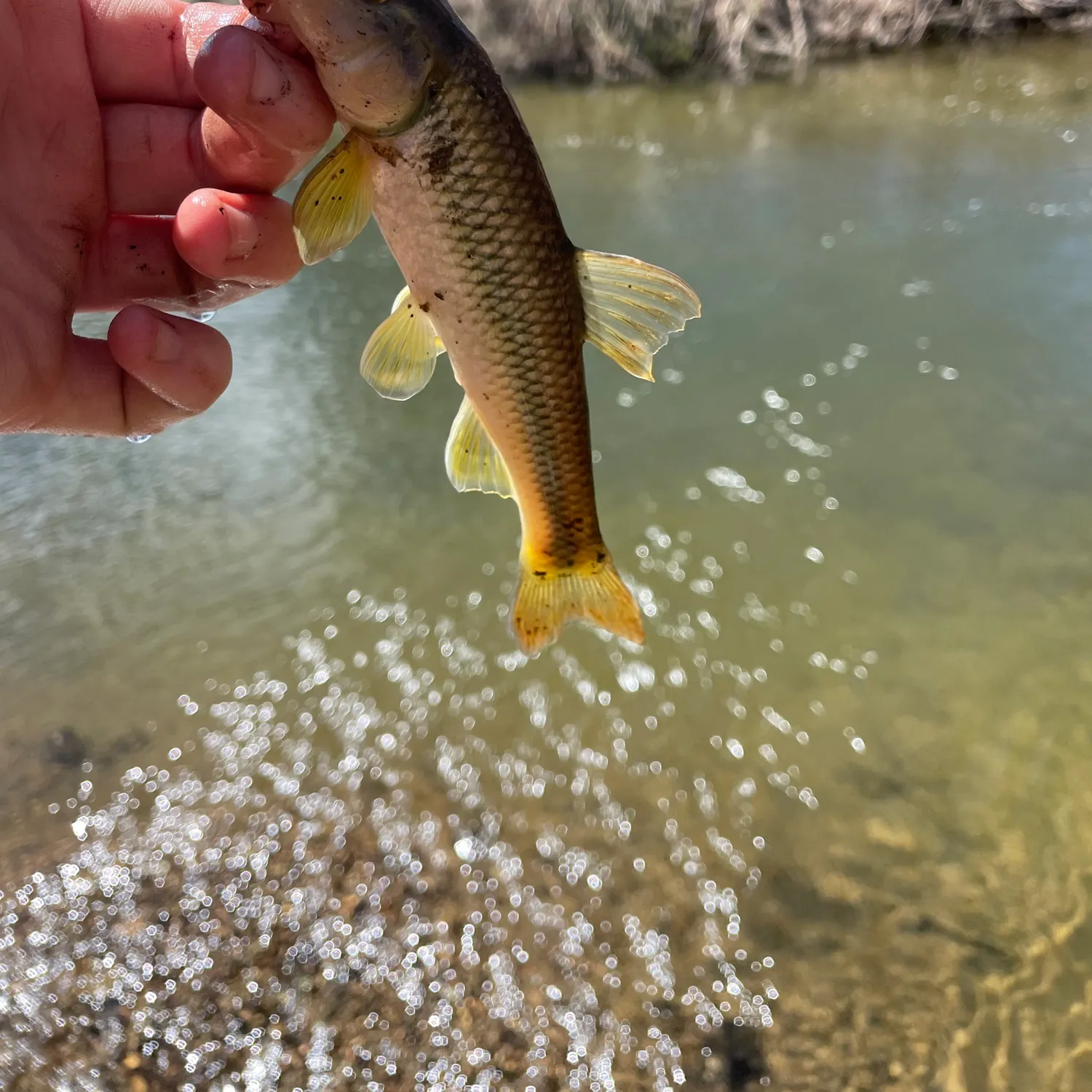 The most recent River chub catches on Fishbrain