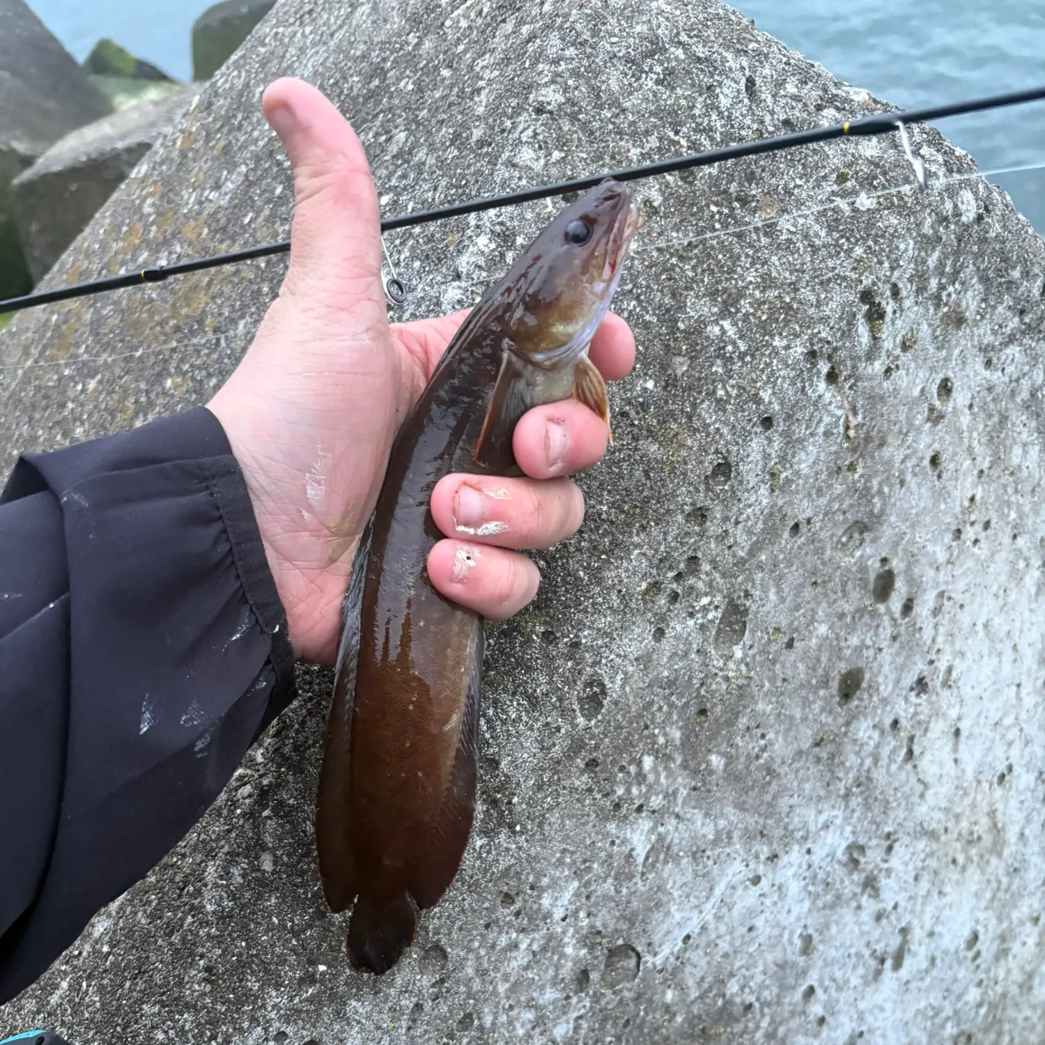 The most recent Three-bearded rockling catches on Fishbrain