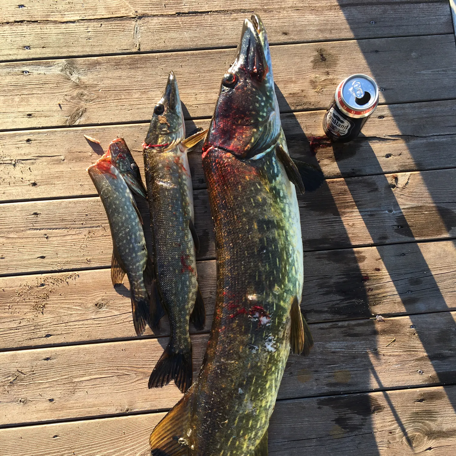 recently logged catches