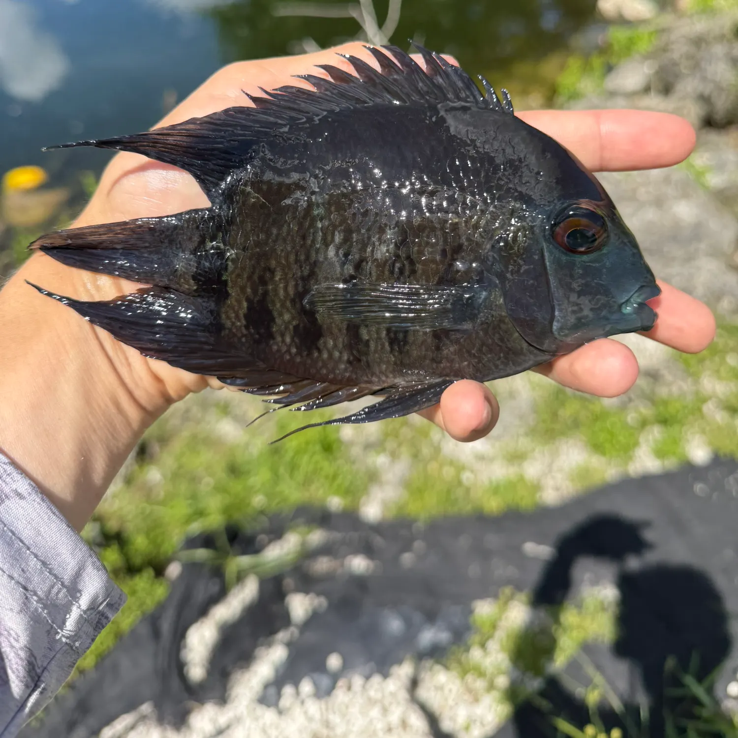 The most recent Banded cichlid catches on Fishbrain