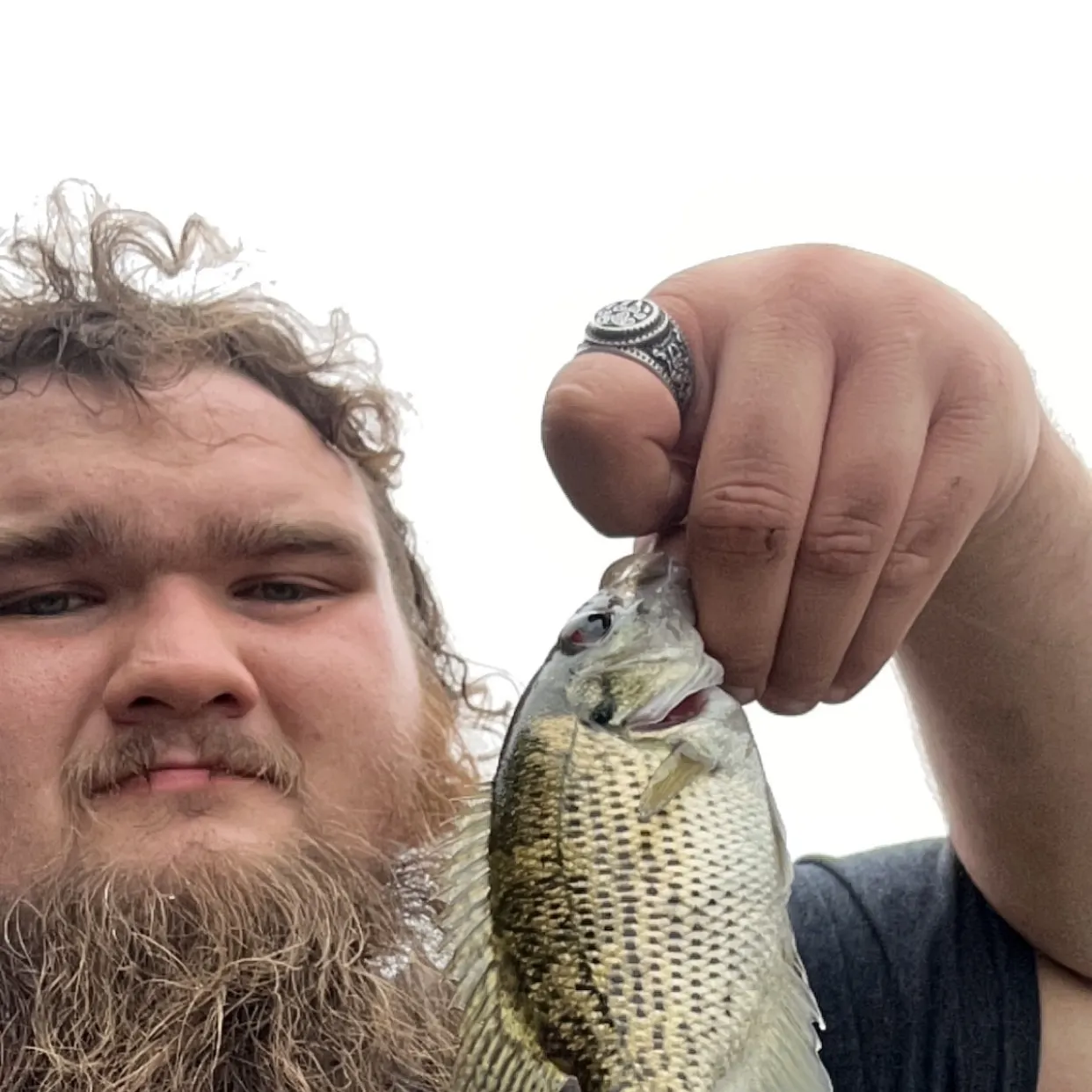 Rock bass caught on Fishbrain