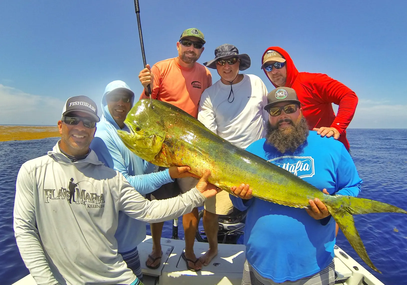 Common dolphinfish