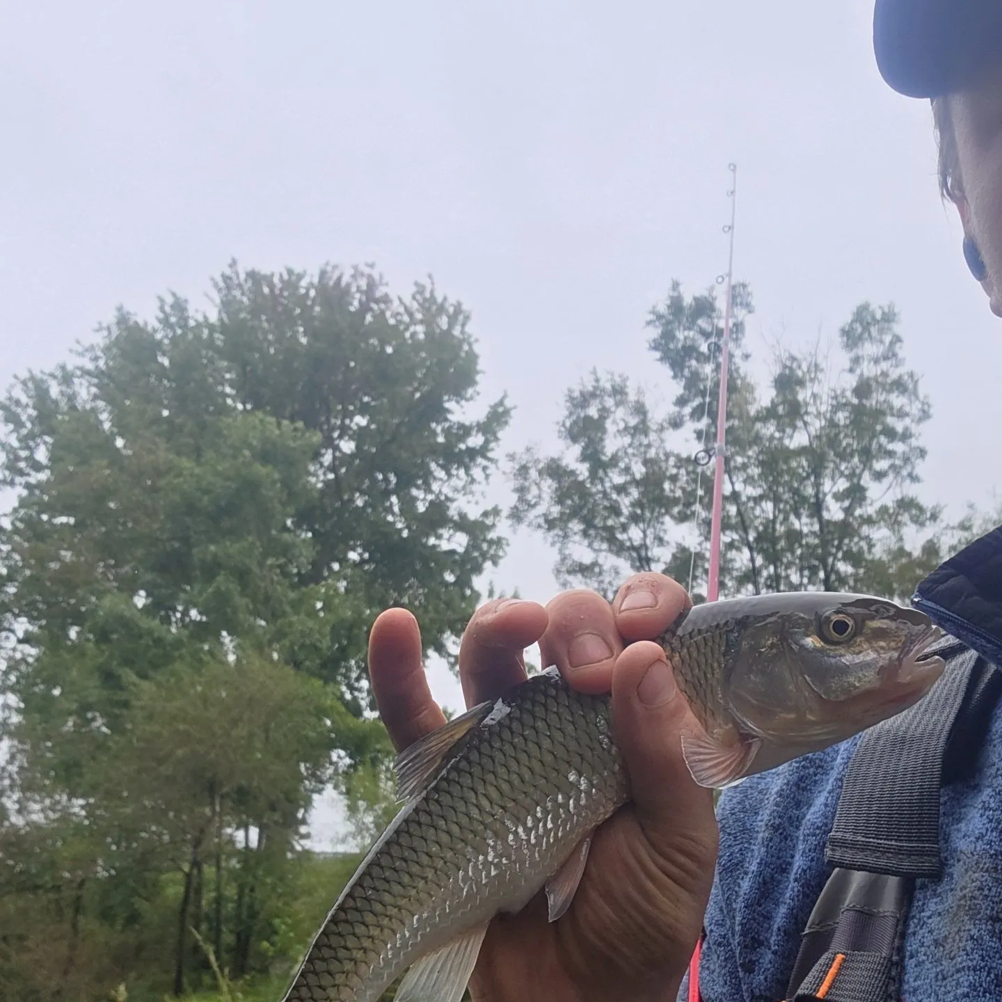 Fallfish caught on Fishbrain