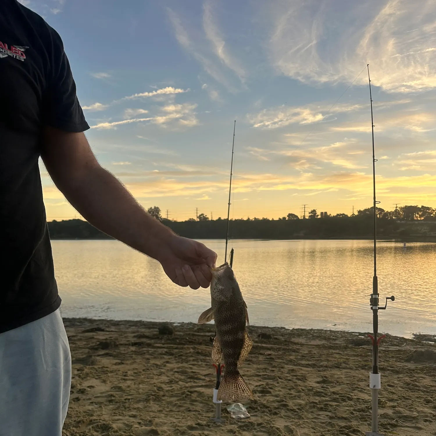 The most recent Spotted sand bass catches on Fishbrain