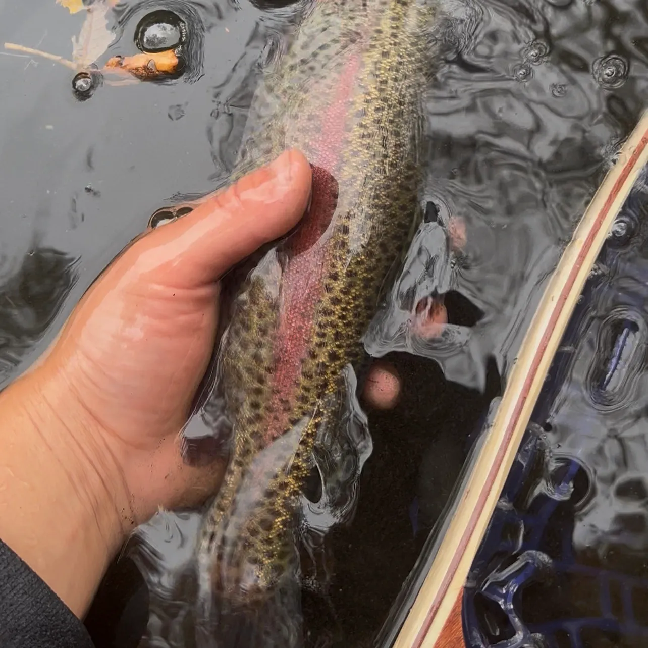 Rainbow trout caught on Fishbrain