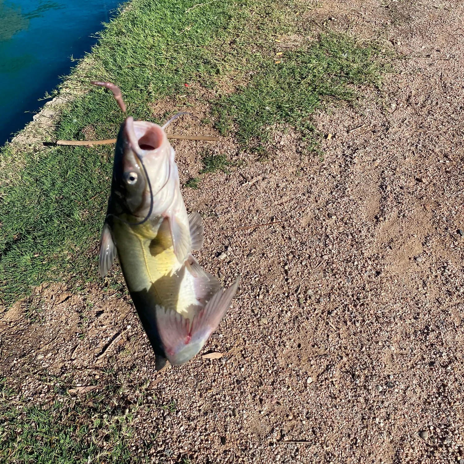 Channel catfish caught on Fishbrain