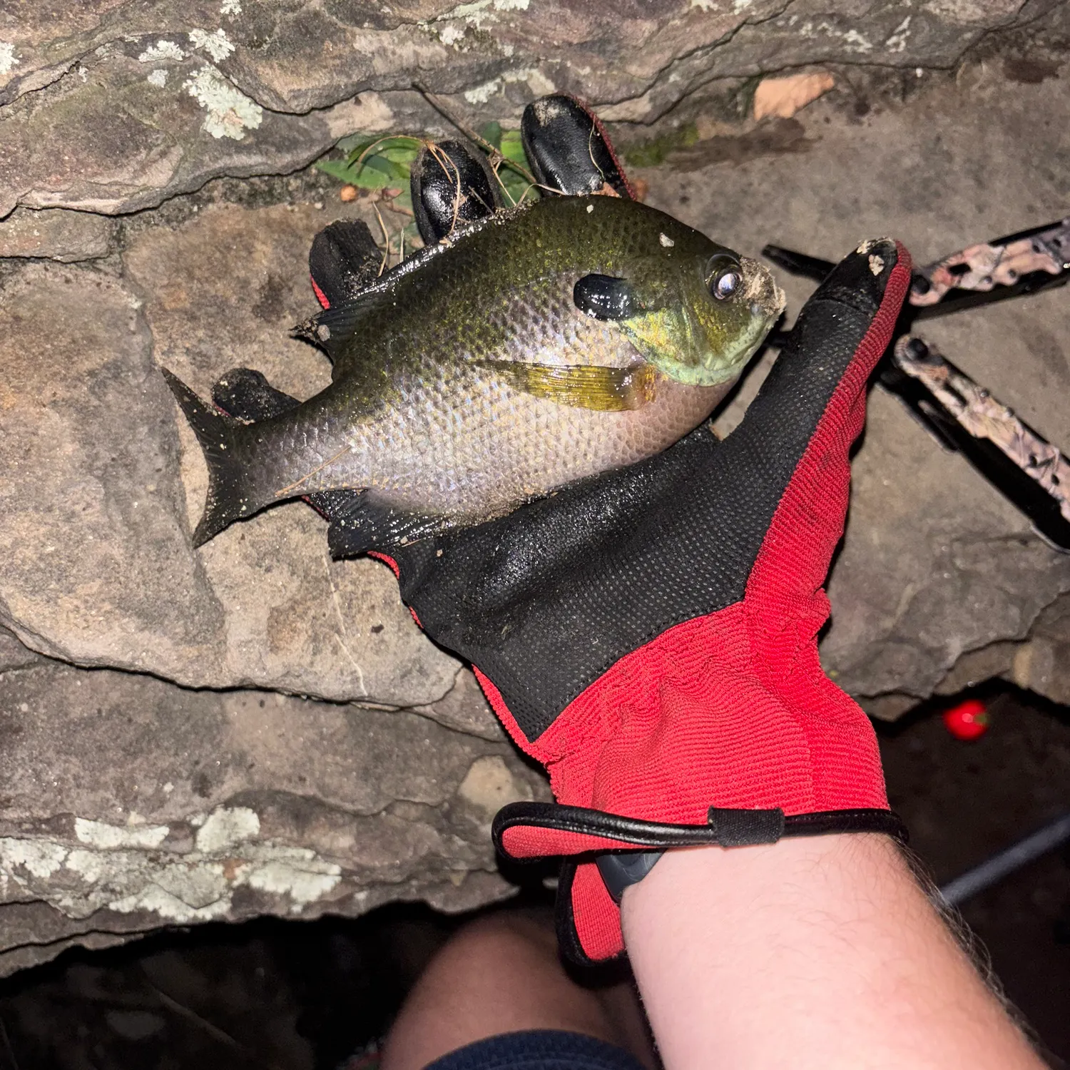 Bluegill caught on Fishbrain