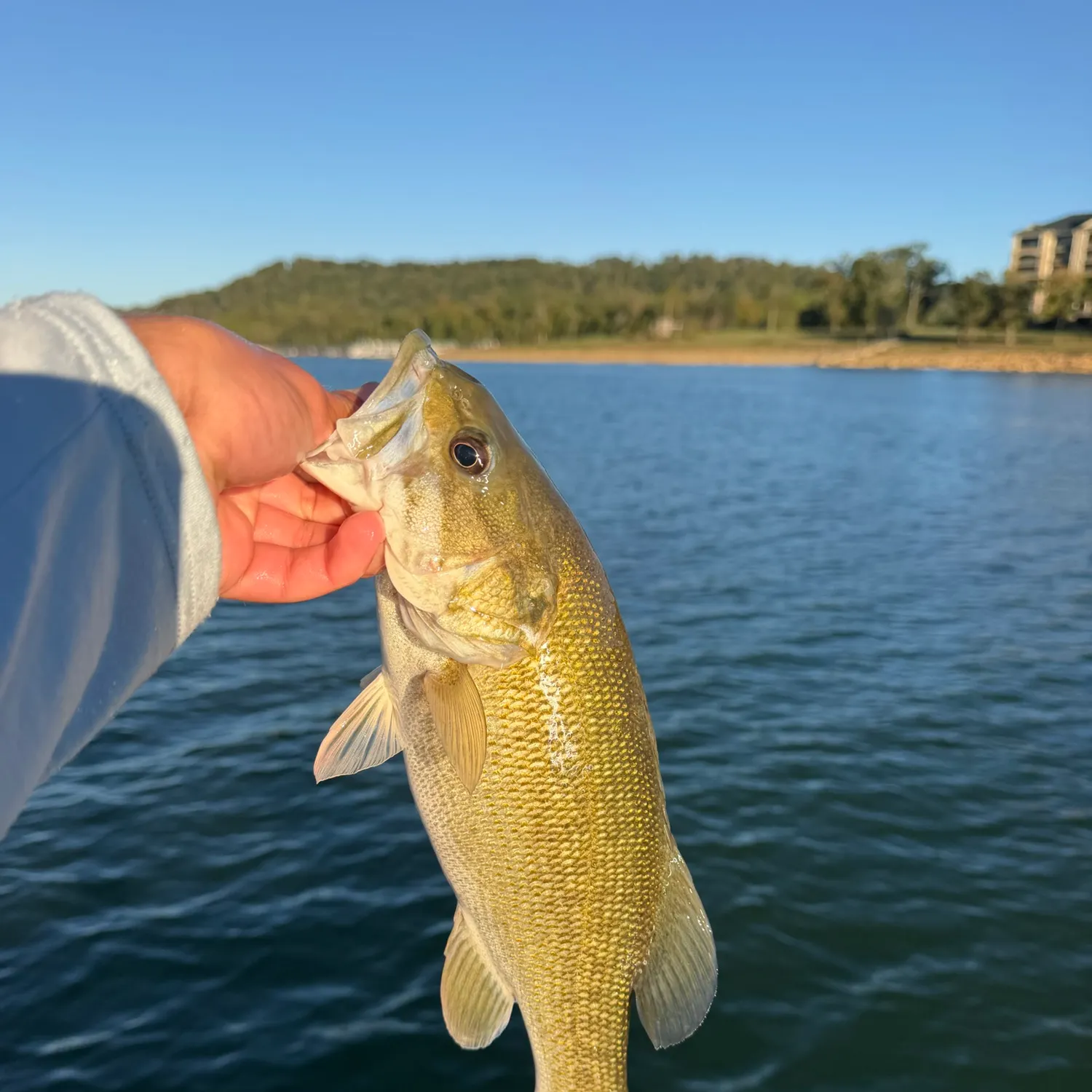 Smallmouth bass caught on Fishbrain