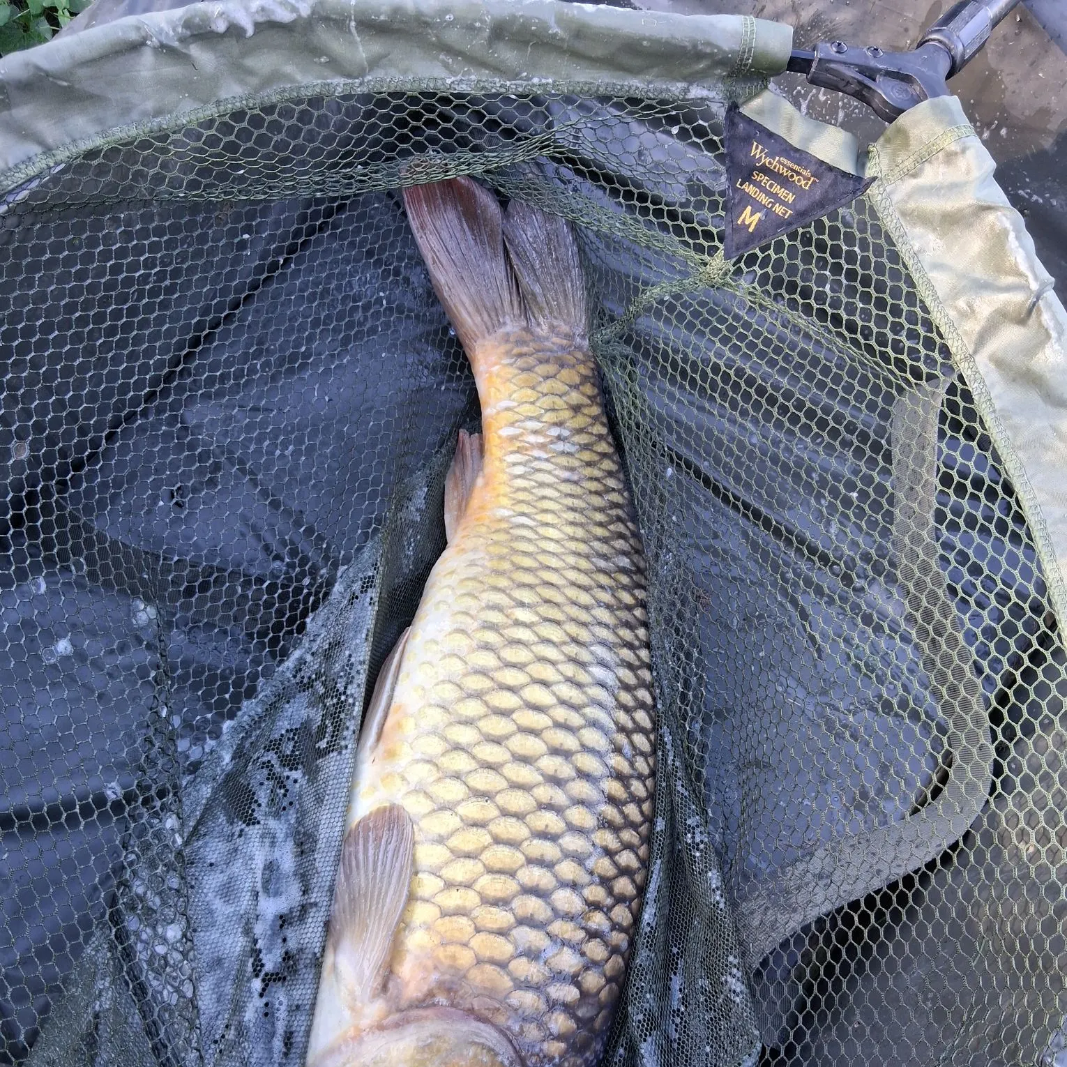 Common carp caught on Fishbrain