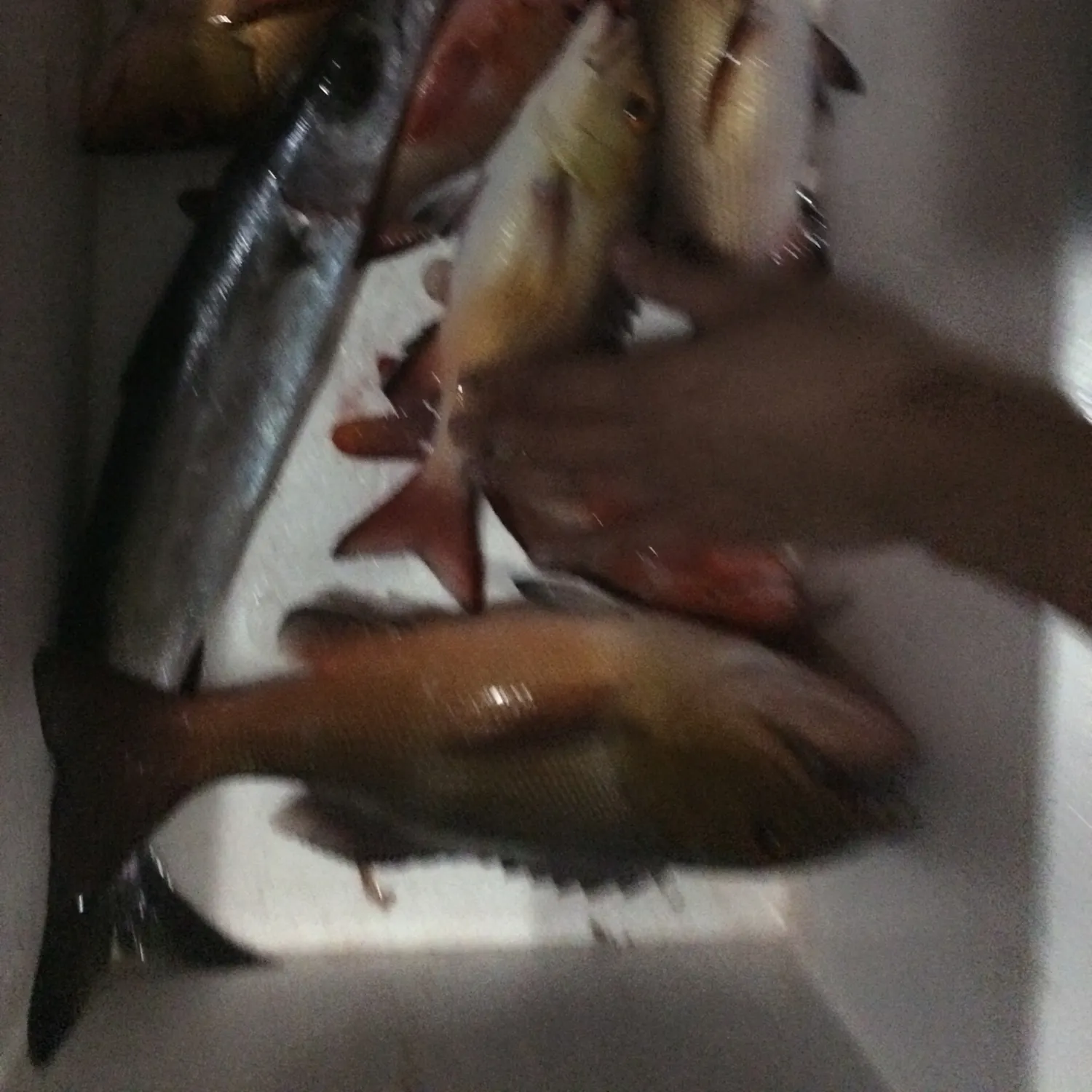 angler catch