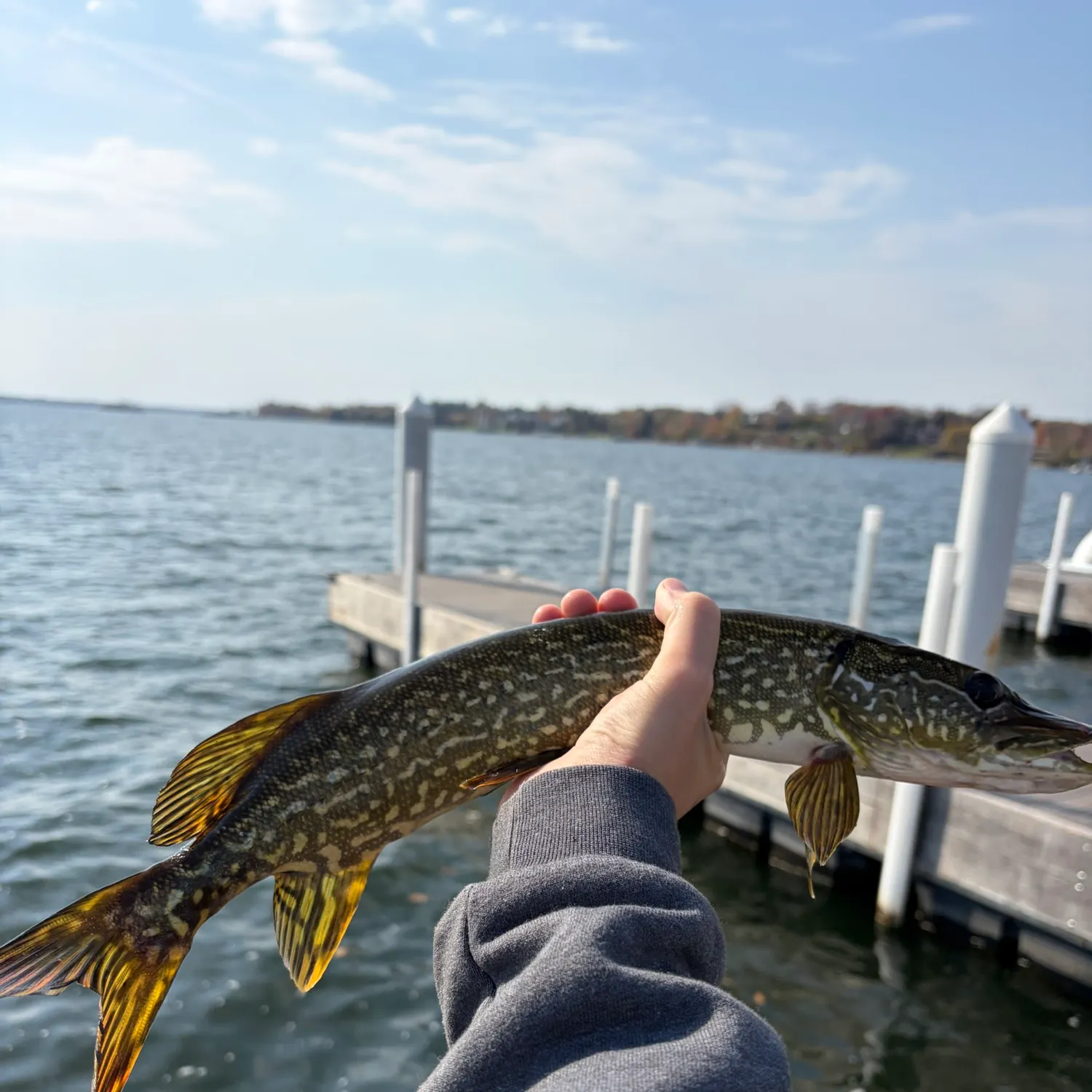 Northern pike caught on Fishbrain