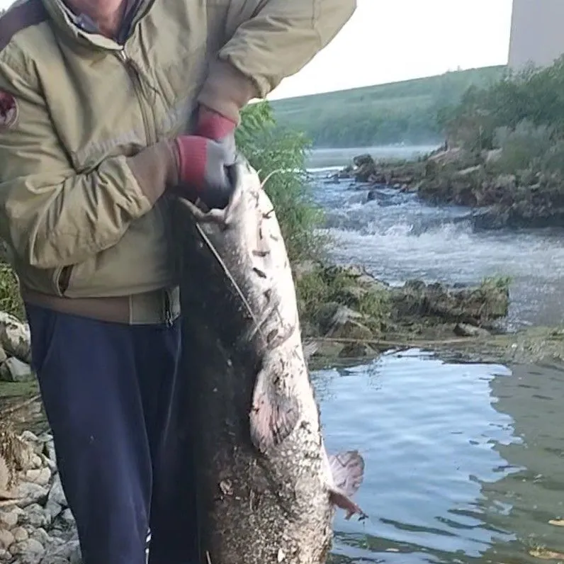 The most recent Wels catfish catches on Fishbrain
