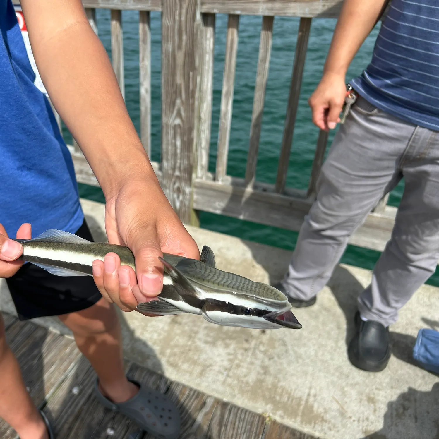 The most recent Live sharksucker catches on Fishbrain