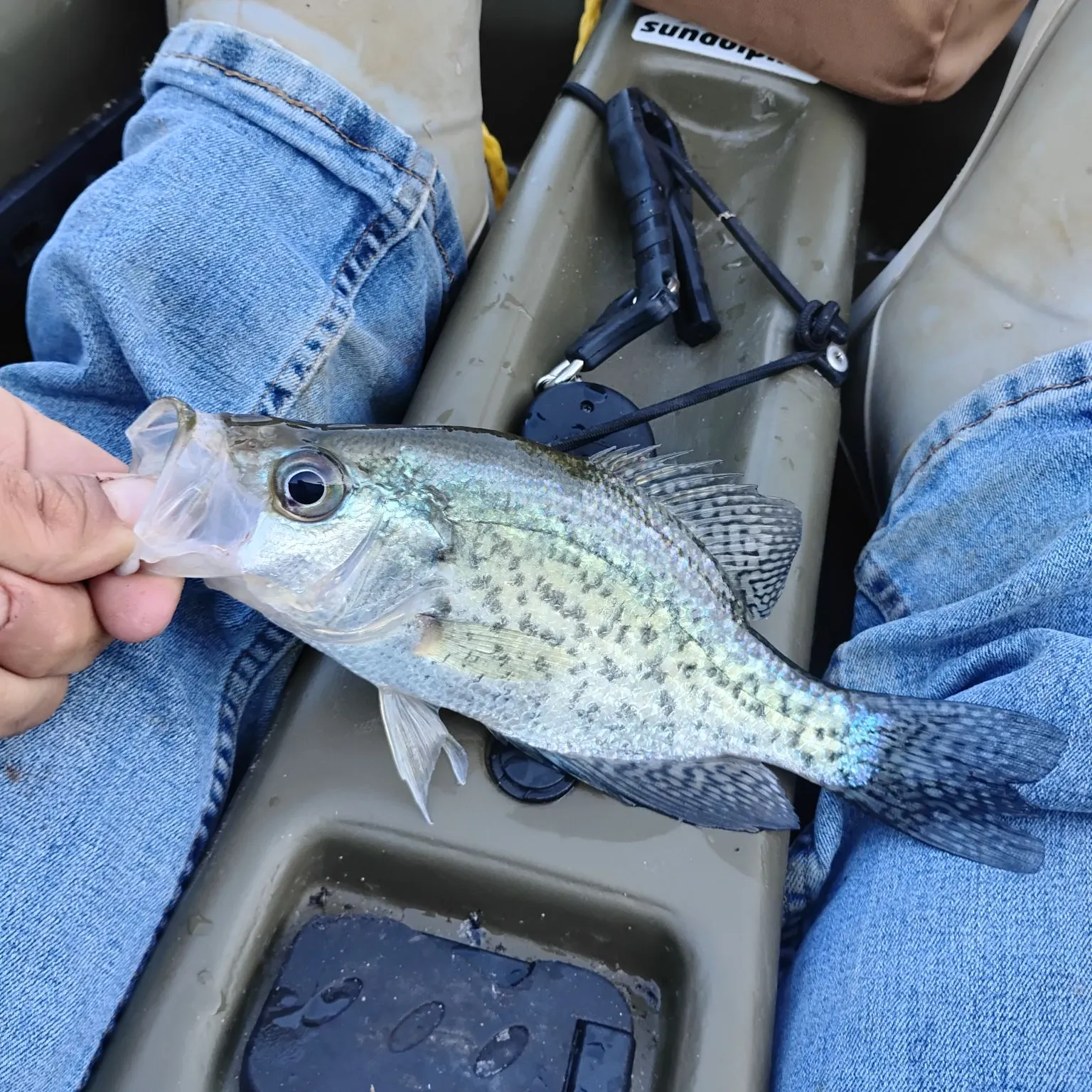 White crappie caught on Fishbrain