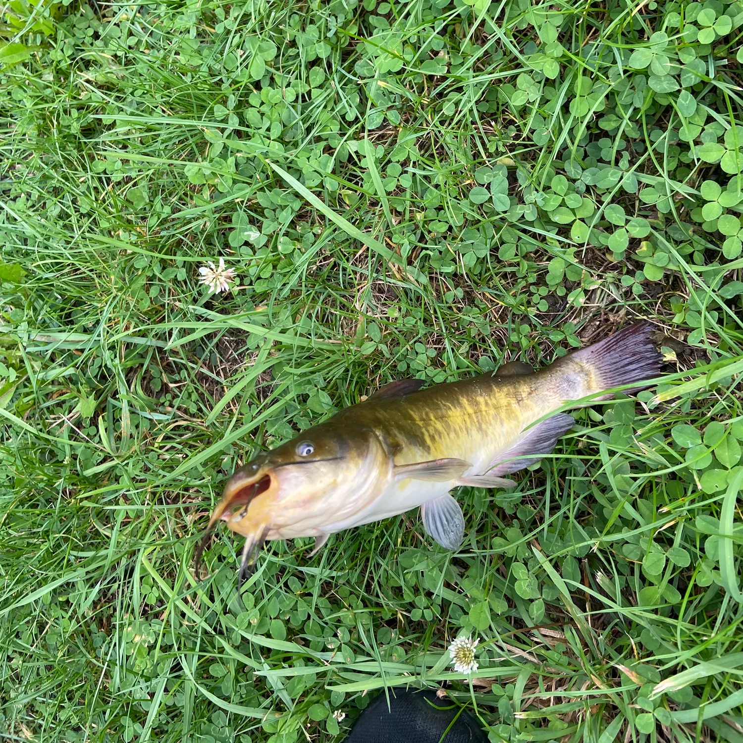 The most recent Yellow bullhead catches on Fishbrain