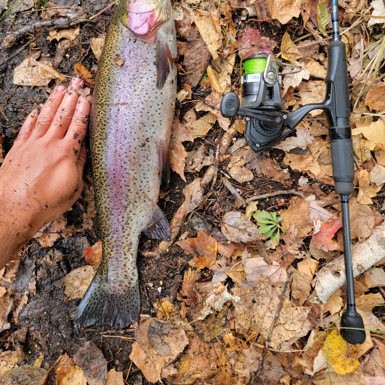 Rainbow trout caught on Fishbrain