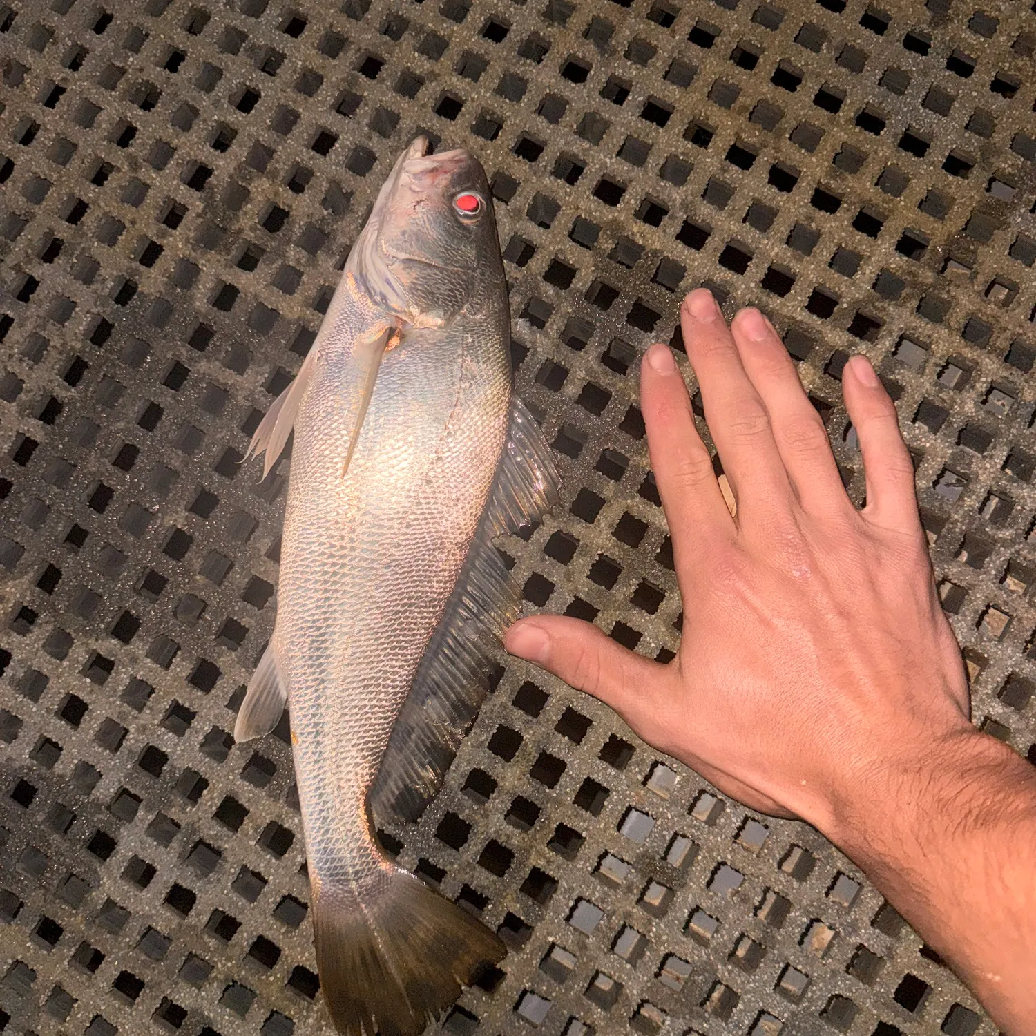 Japanese meagre caught on Fishbrain