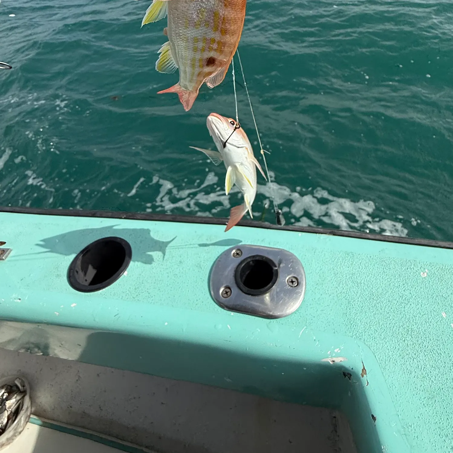 Lane snapper caught on Fishbrain