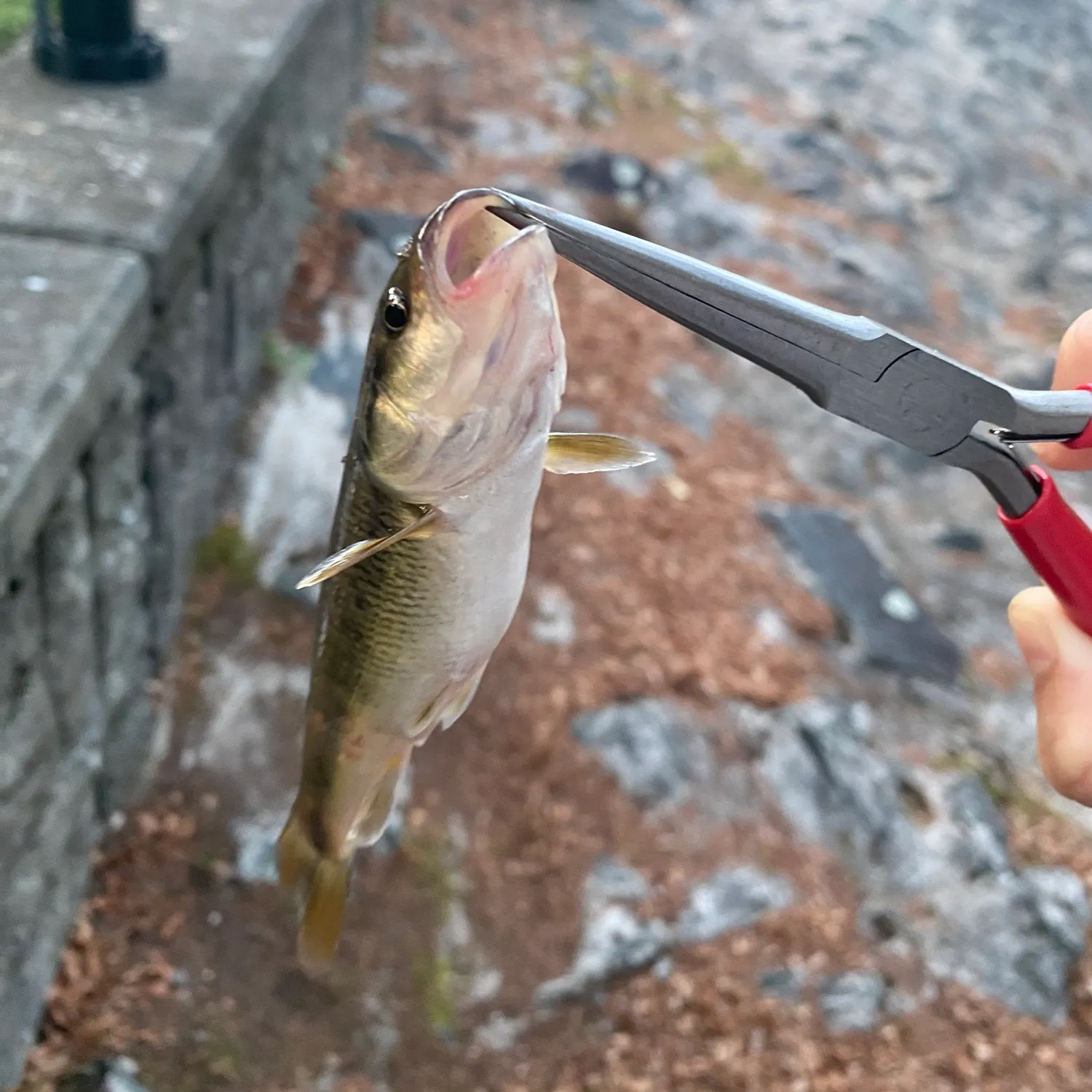 The most recent Hornyhead chub catches on Fishbrain