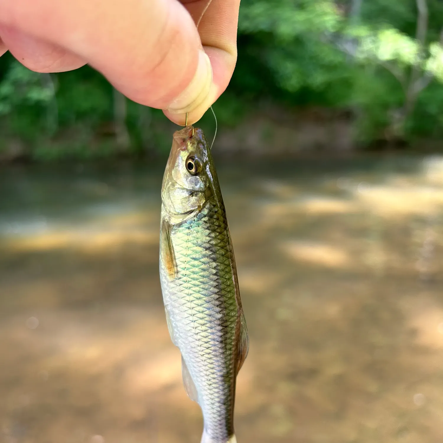 The most recent Whitetail shiner catches on Fishbrain