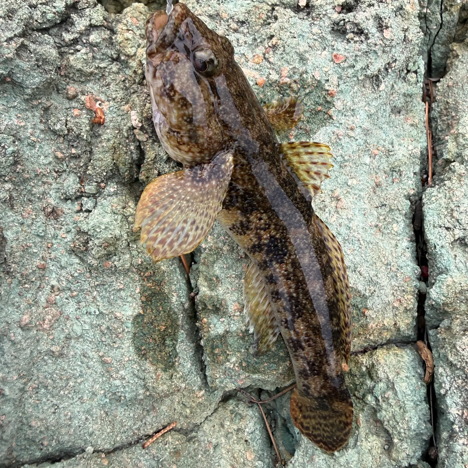 The most recent Rock goby catches on Fishbrain