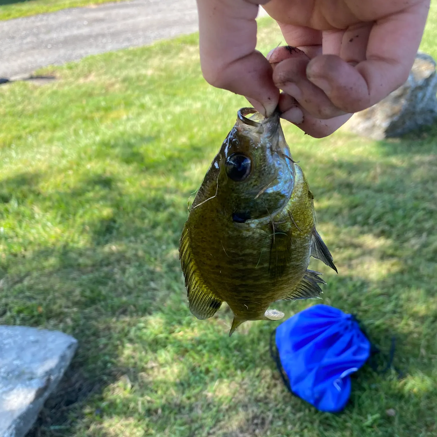 Bluegill caught on Fishbrain