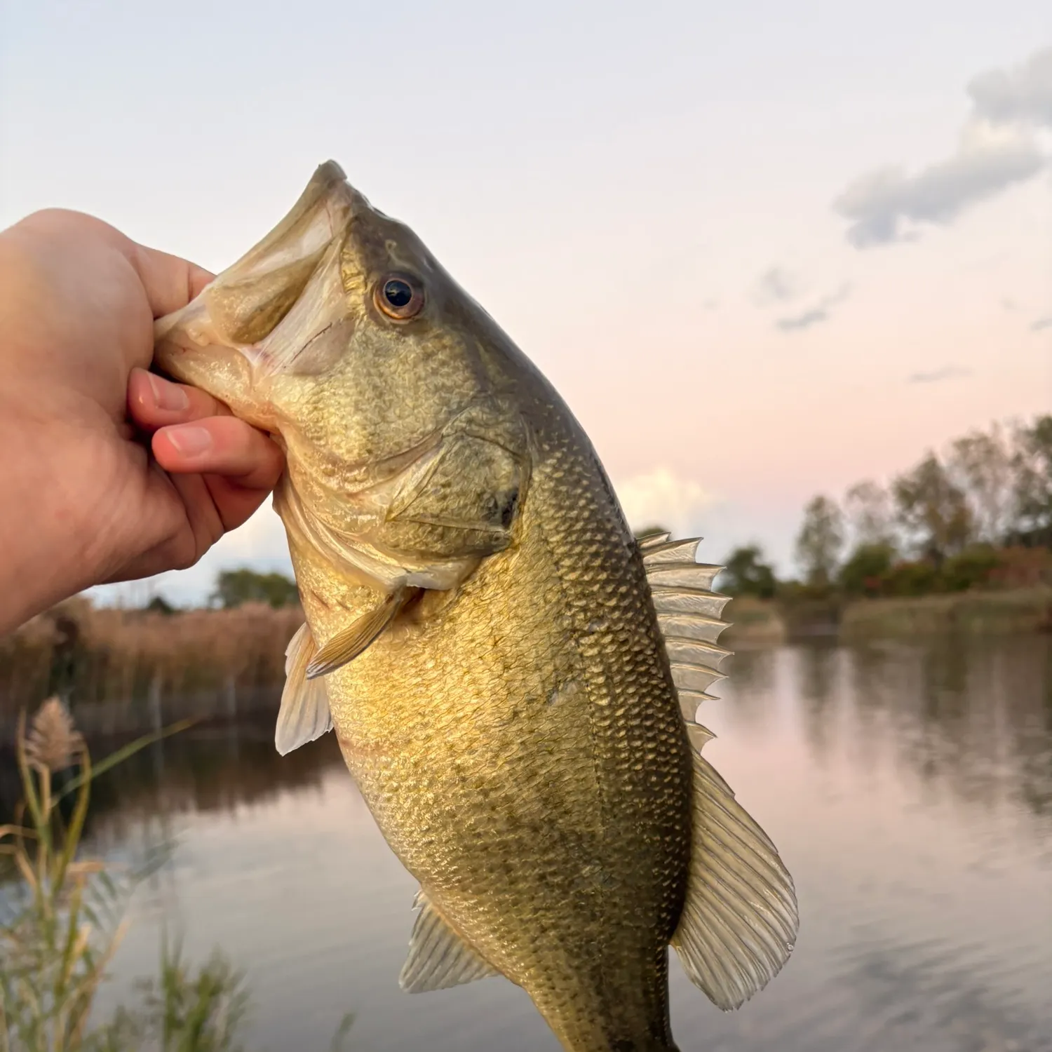 Largemouth bass caught on Fishbrain