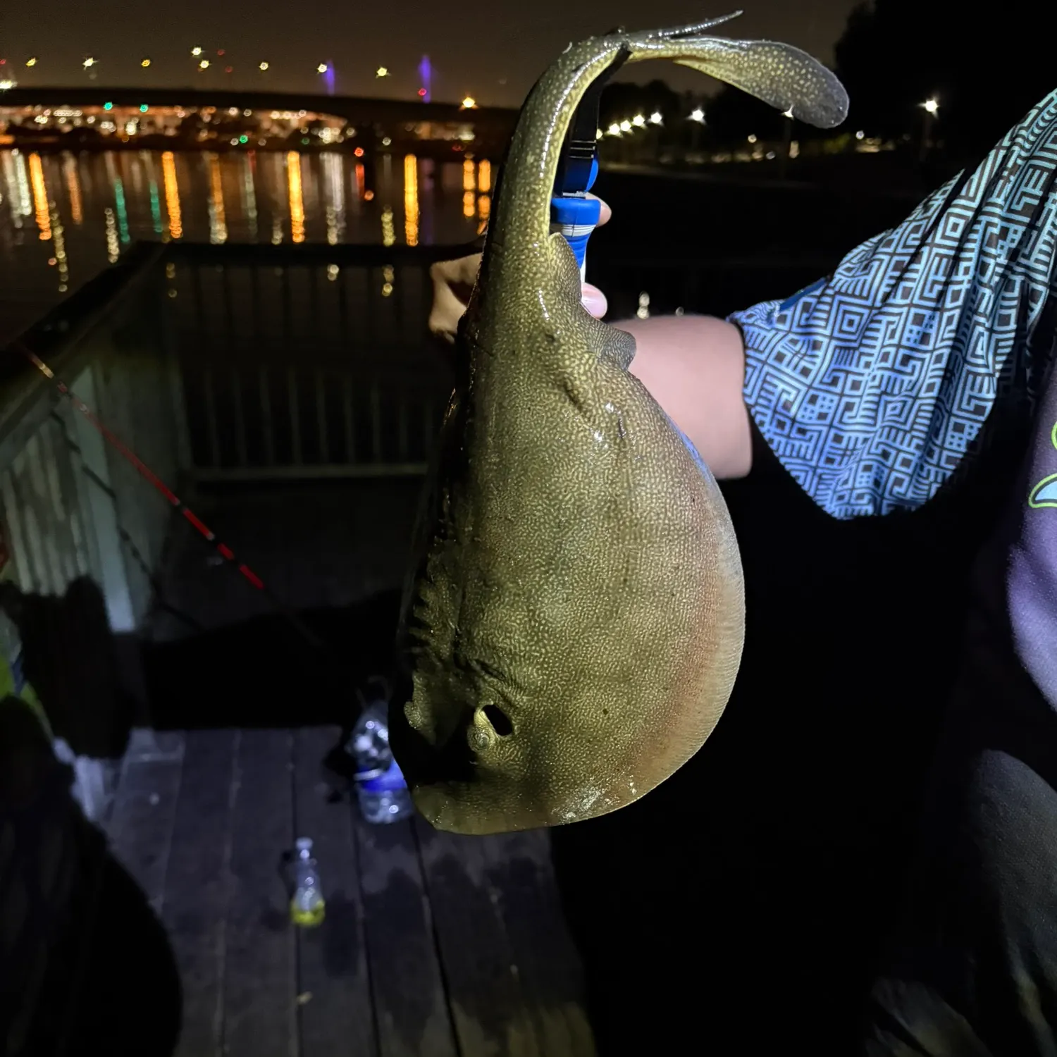 Haller's round ray caught on Fishbrain