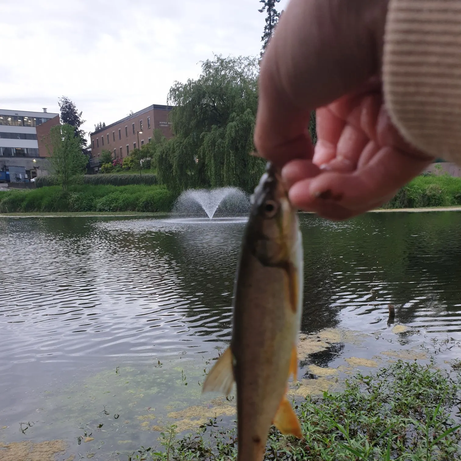 The most recent Northern pikeminnow catches on Fishbrain