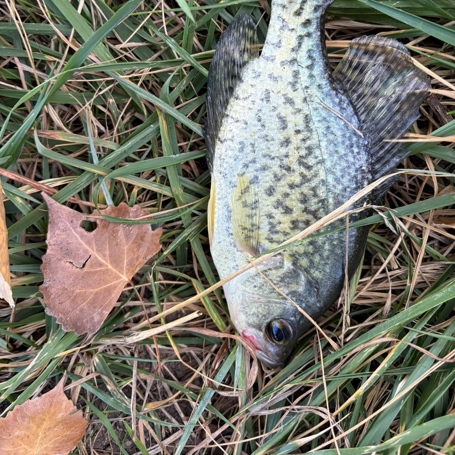 Black crappie caught on Fishbrain