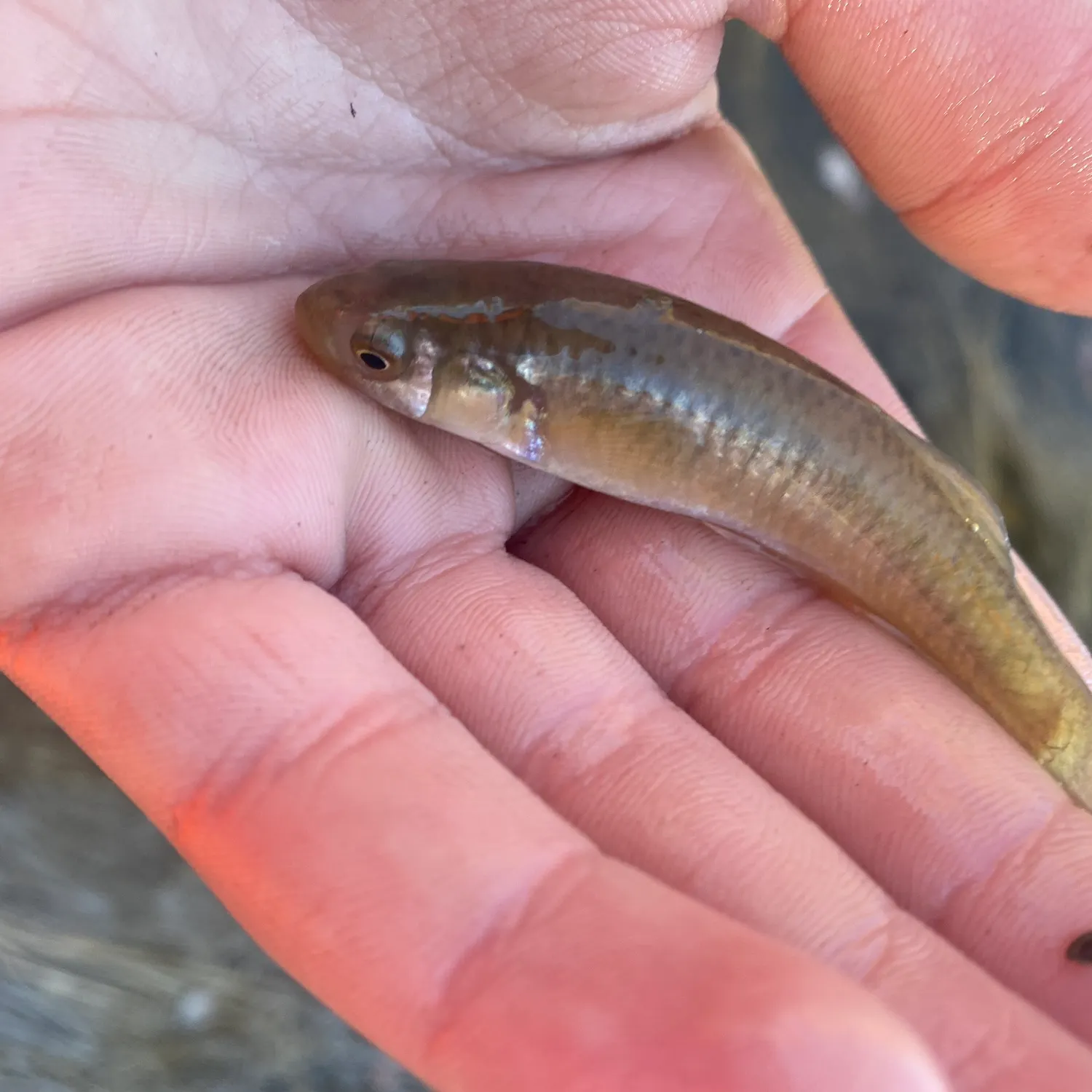 Cunner caught on Fishbrain