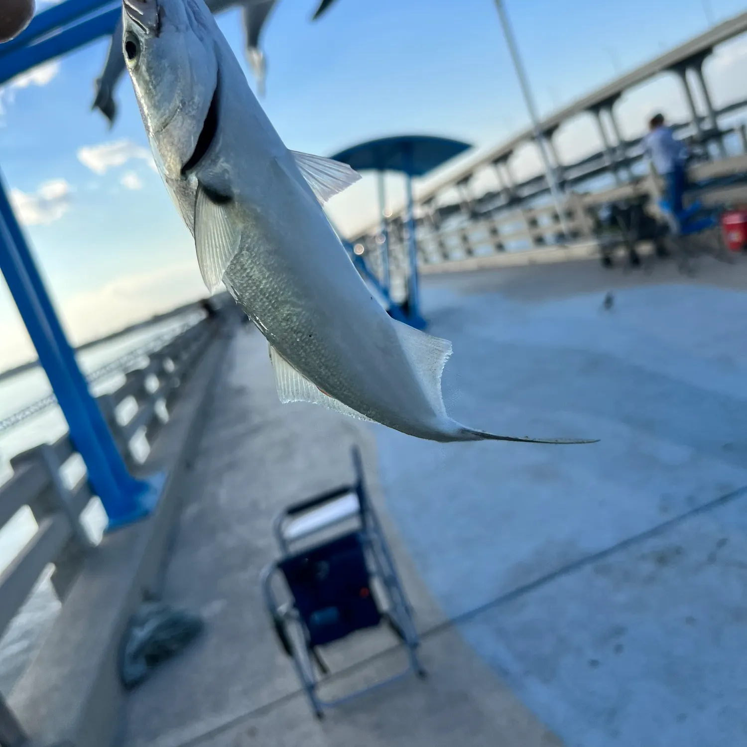The most recent Bluefish catches on Fishbrain