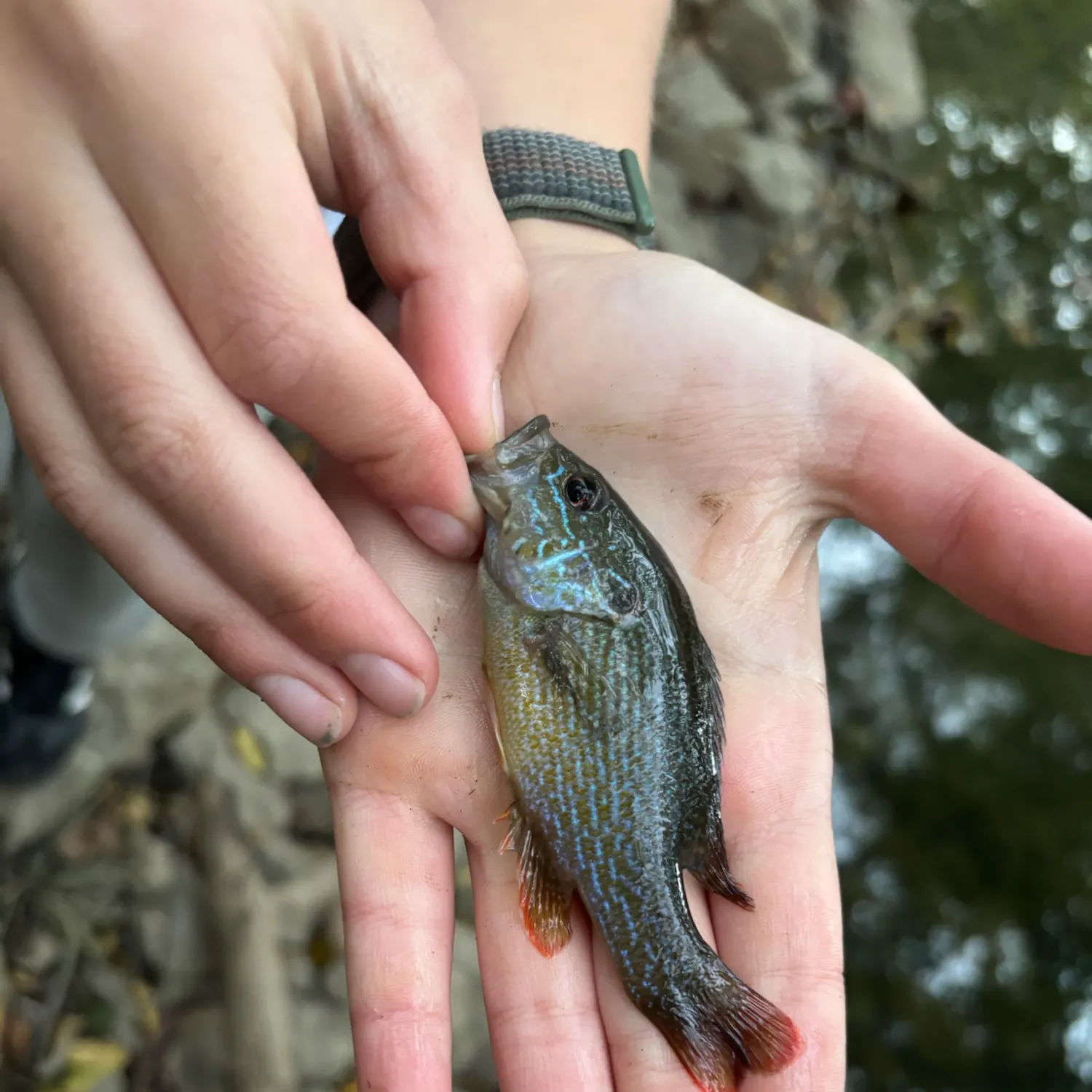 Greengill hybrid caught on Fishbrain