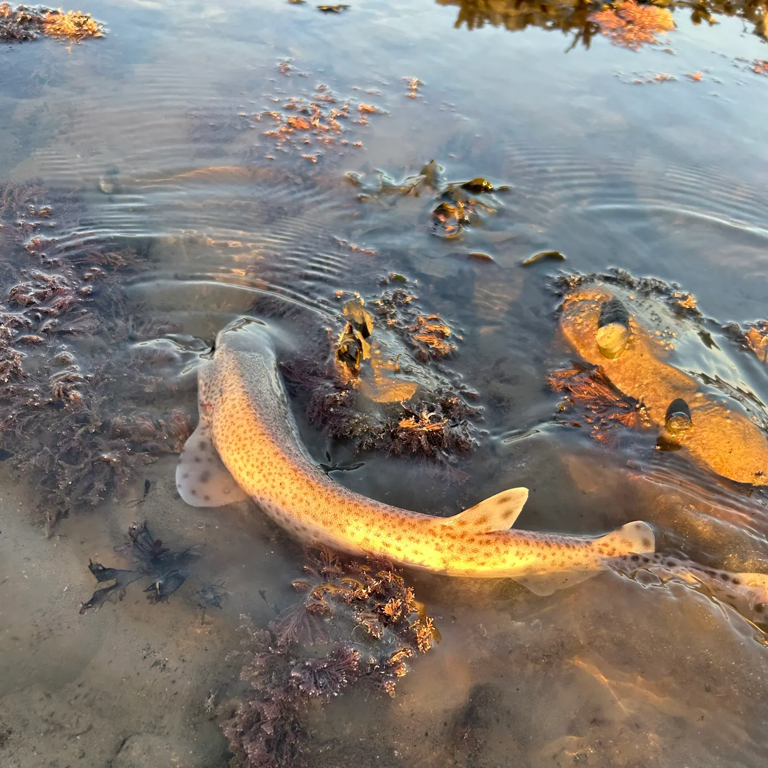 The most recent Lesser spotted dogfish catches on Fishbrain