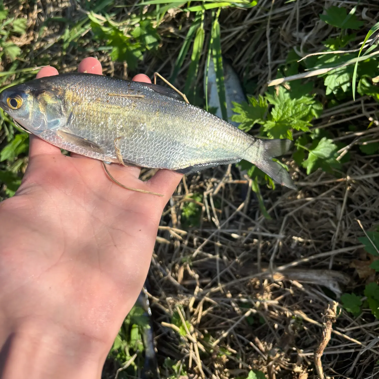 The most recent American gizzard shad catches on Fishbrain