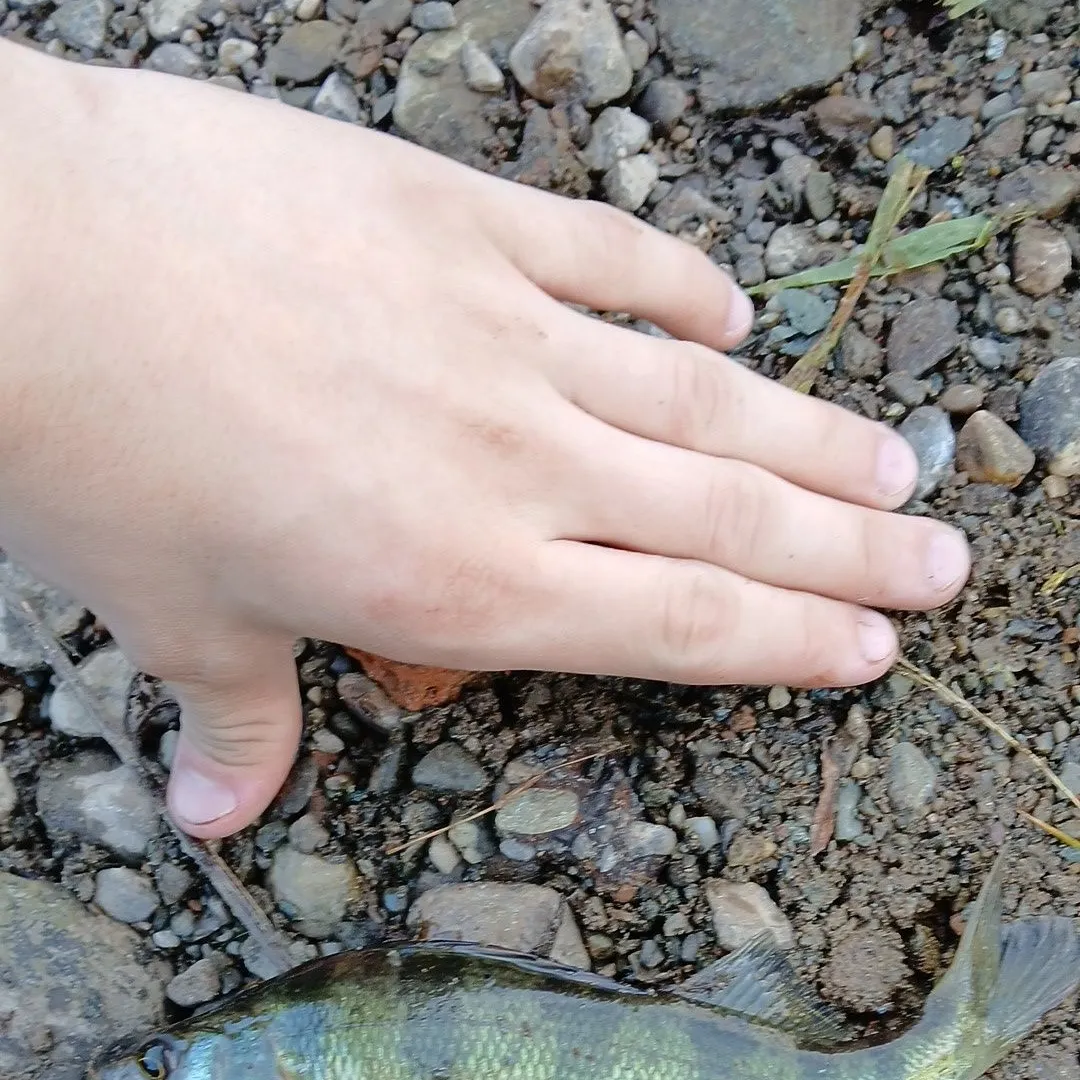 Yellow perch caught on Fishbrain