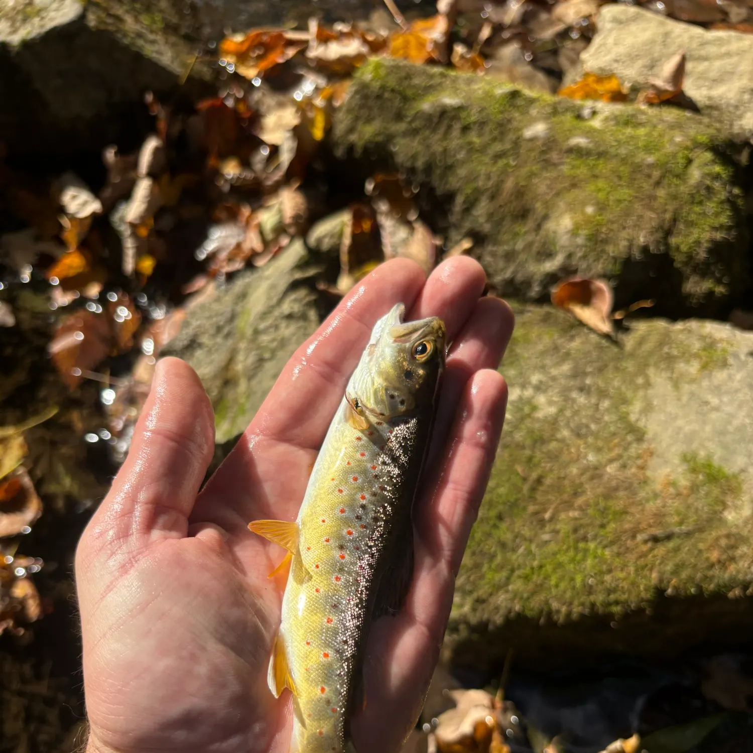 Brown trout caught on Fishbrain
