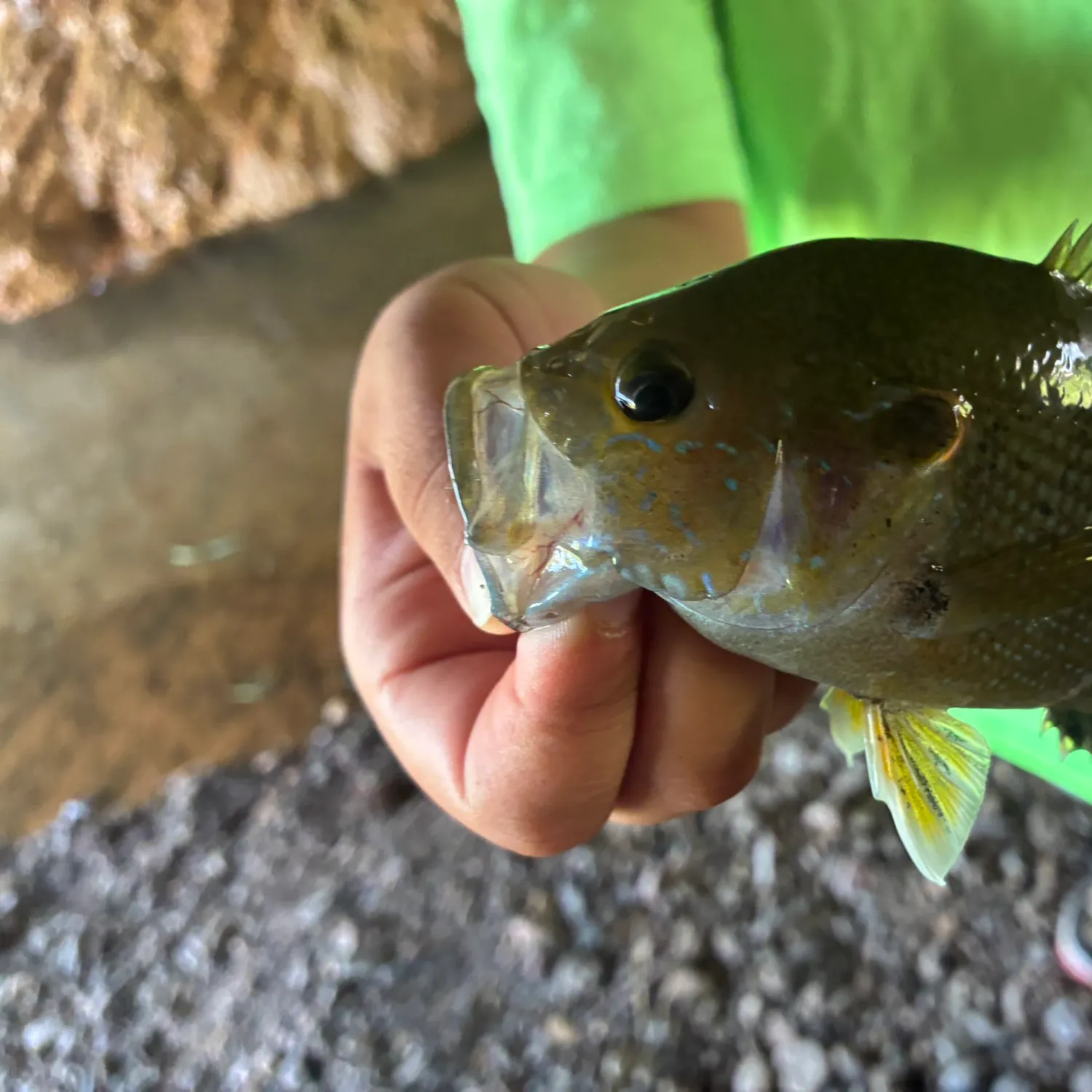 Bluegill caught on Fishbrain