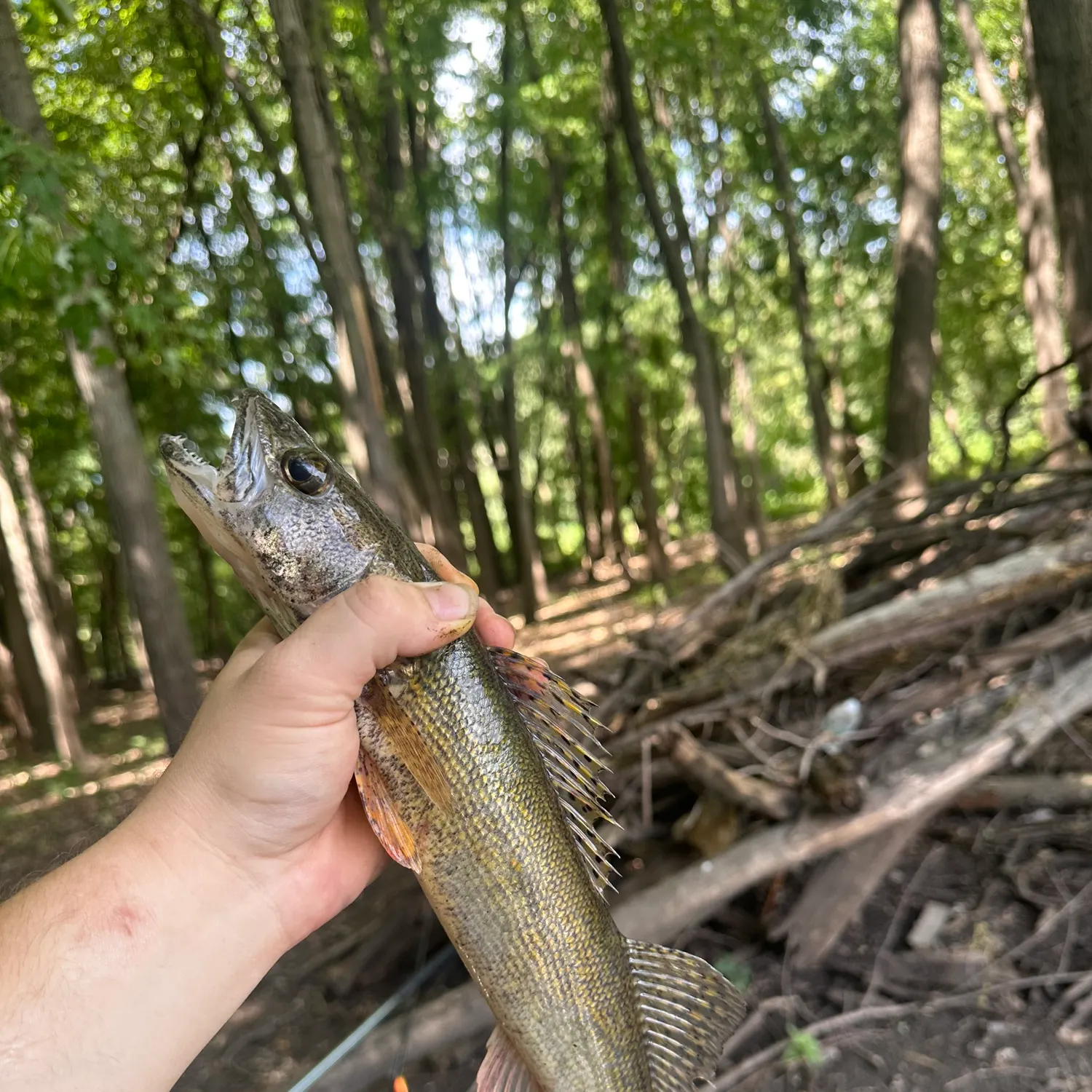Sauger caught on Fishbrain