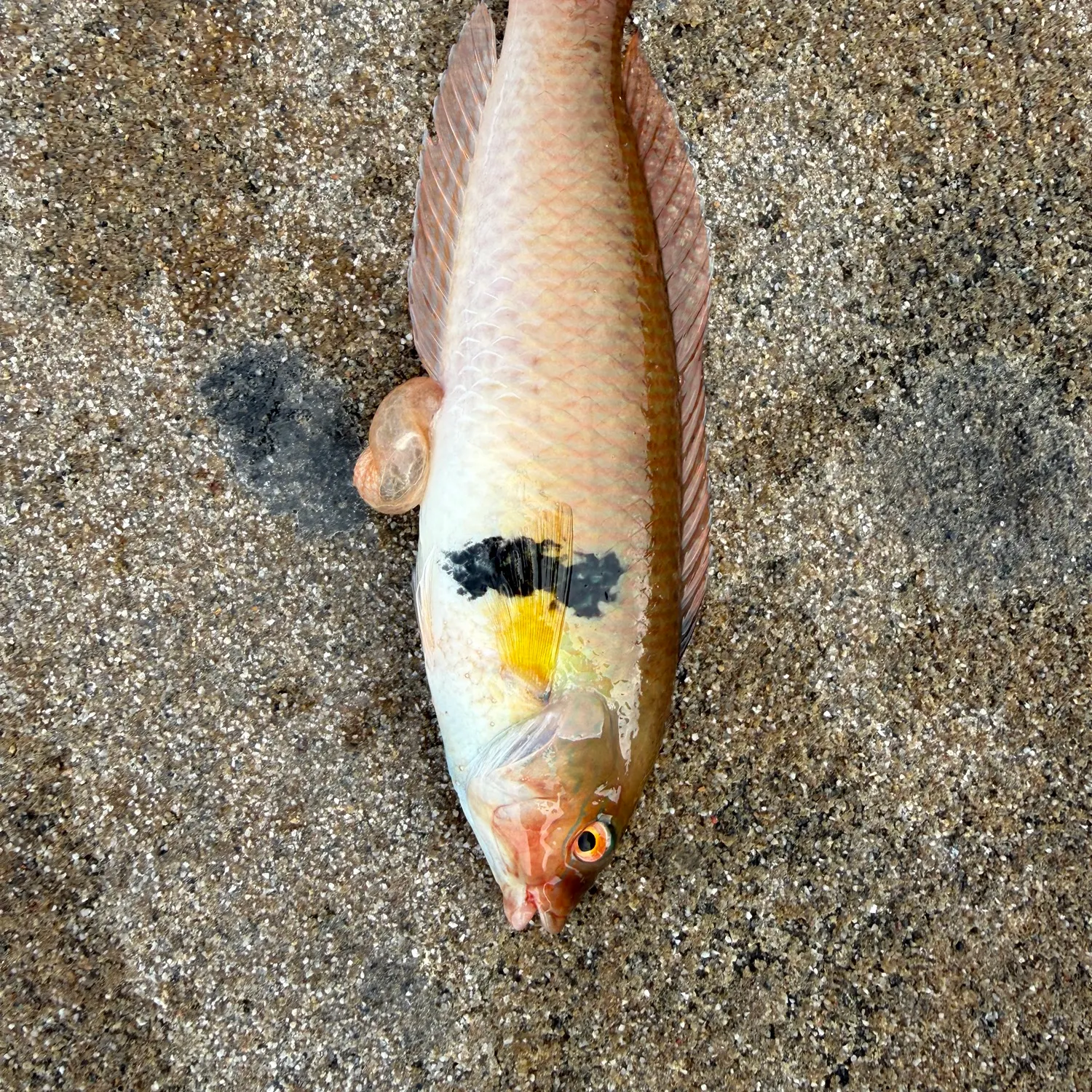 The most recent Rock wrasse catches on Fishbrain