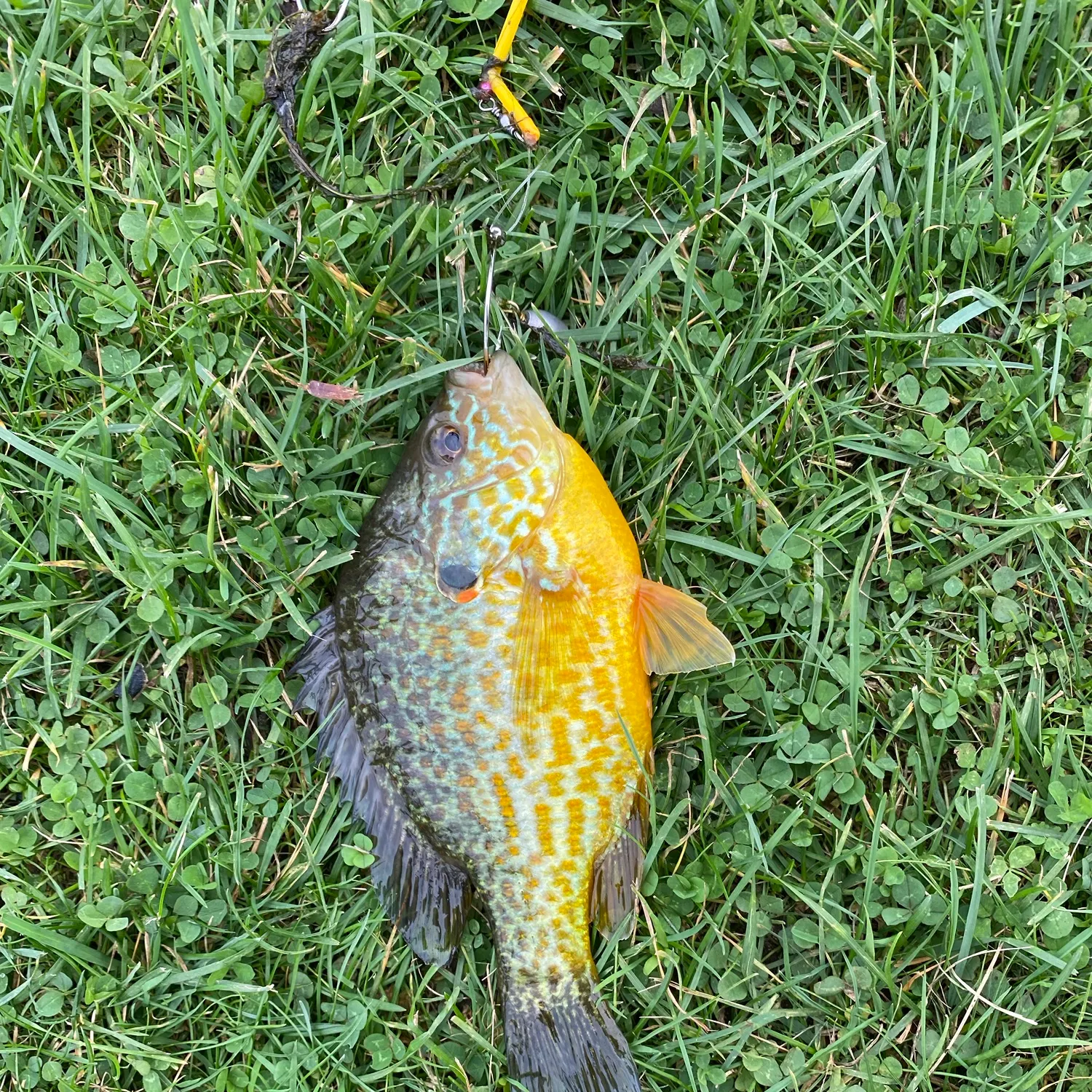 Pumpkinseed caught on Fishbrain