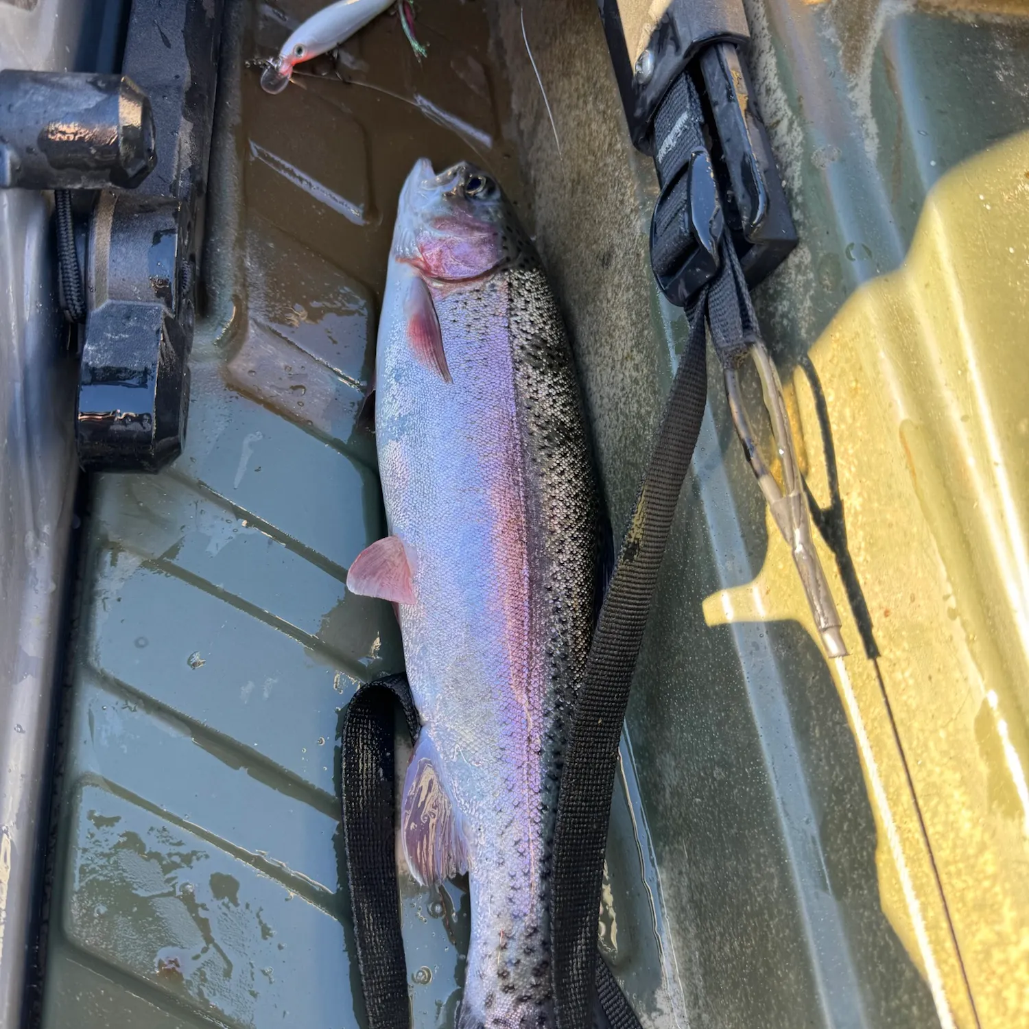 Rainbow trout caught on Fishbrain