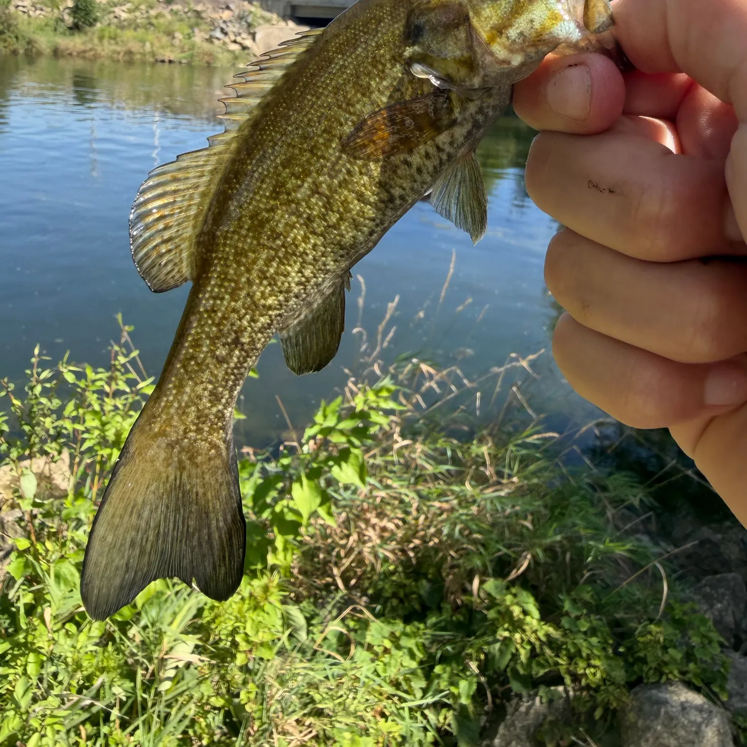 Smallmouth bass caught on Fishbrain