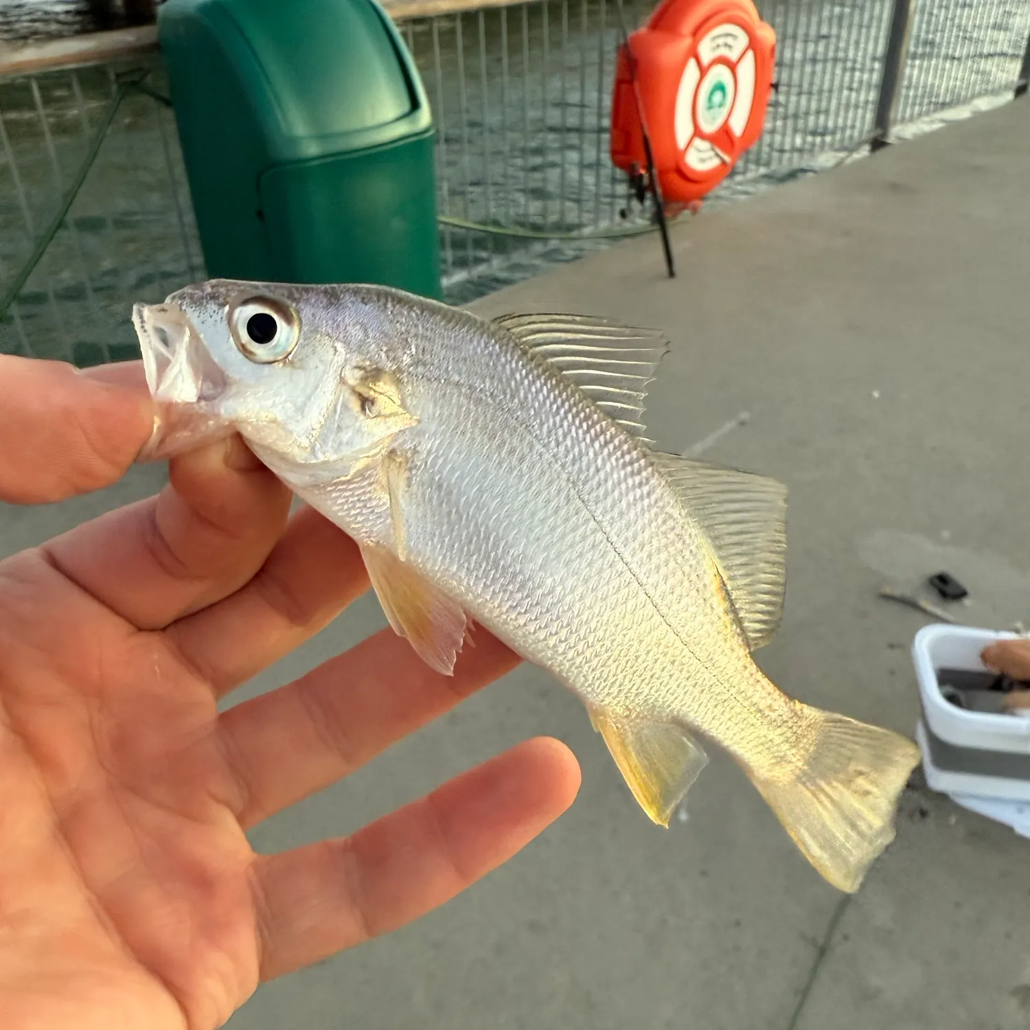 Silver perch caught on Fishbrain