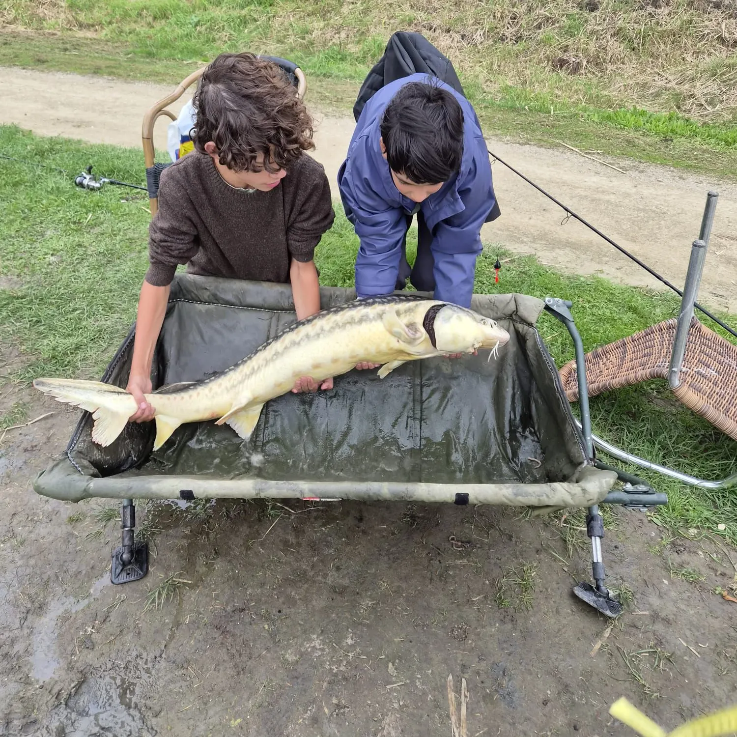 Green sturgeon caught on Fishbrain