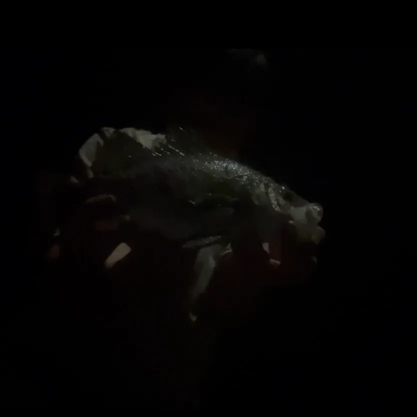 The most recent Estuary perch catches on Fishbrain