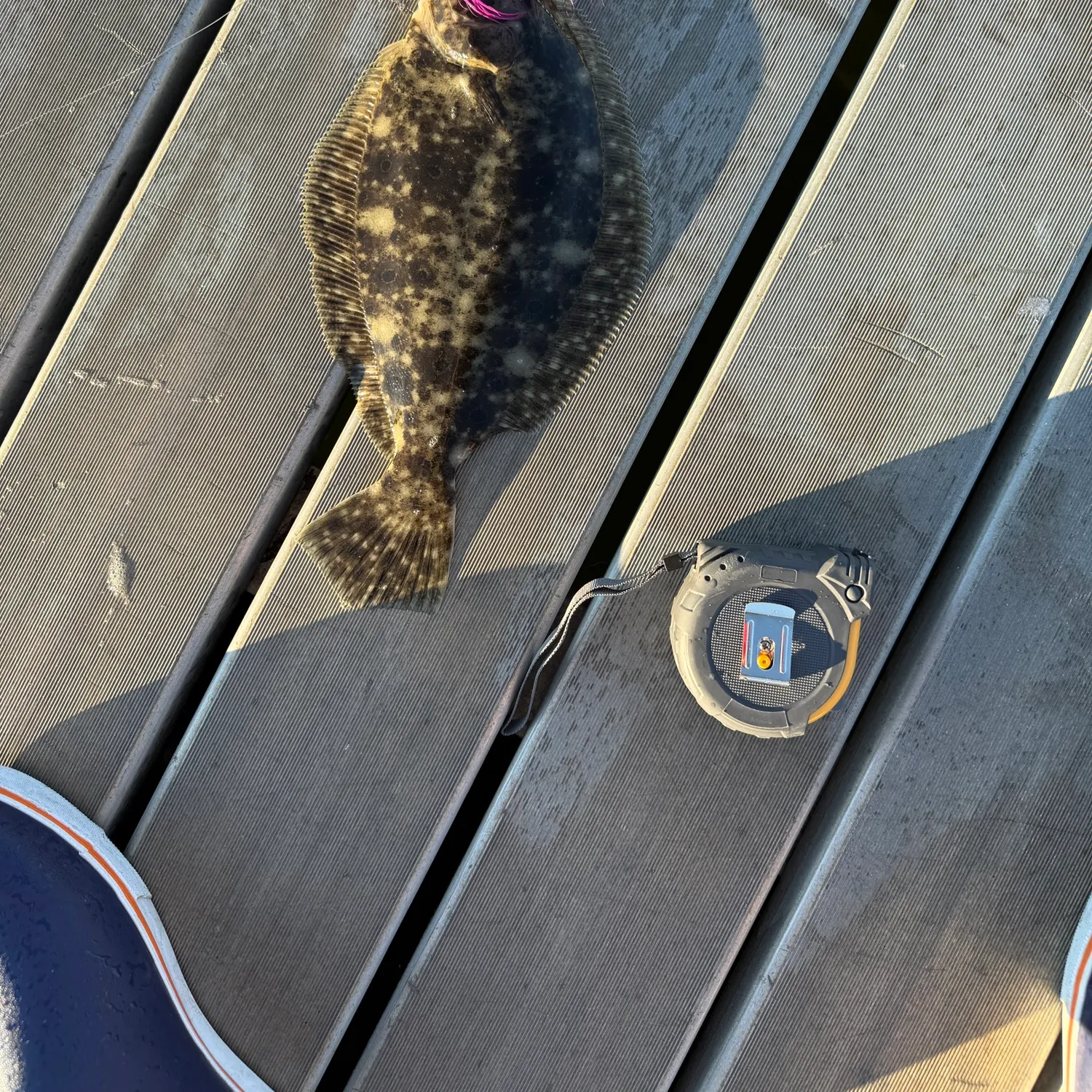 Summer flounder caught on Fishbrain