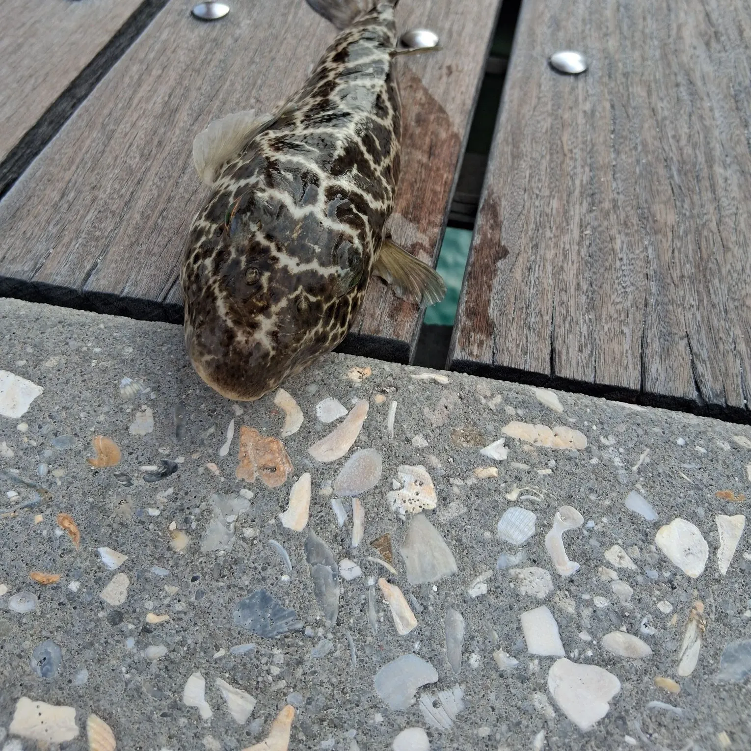 The most recent Reticulated pufferfish catches on Fishbrain