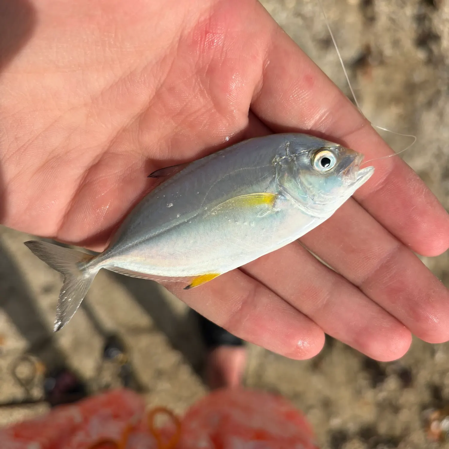 The most recent Yellowtail scad catches on Fishbrain