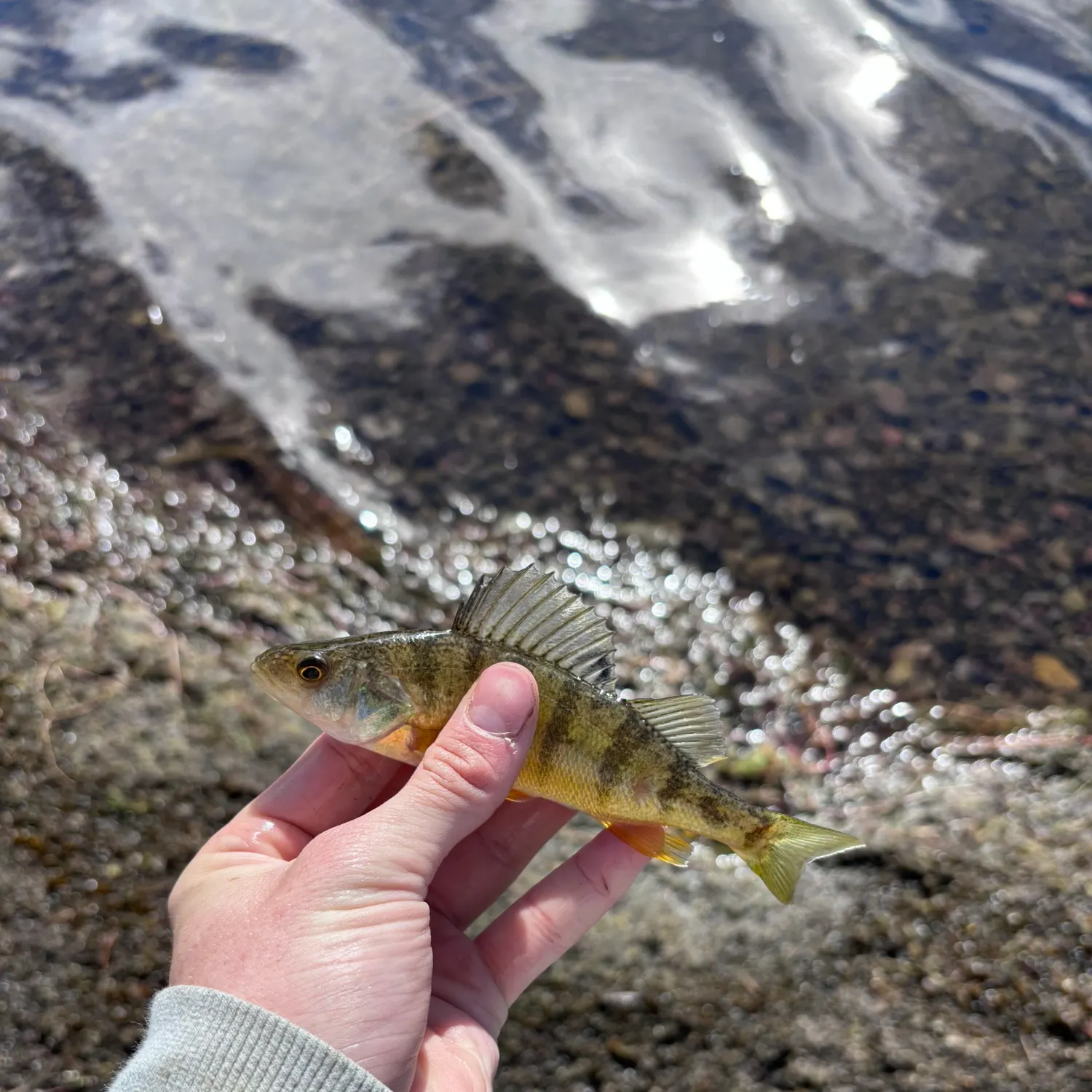 Yellow perch caught on Fishbrain